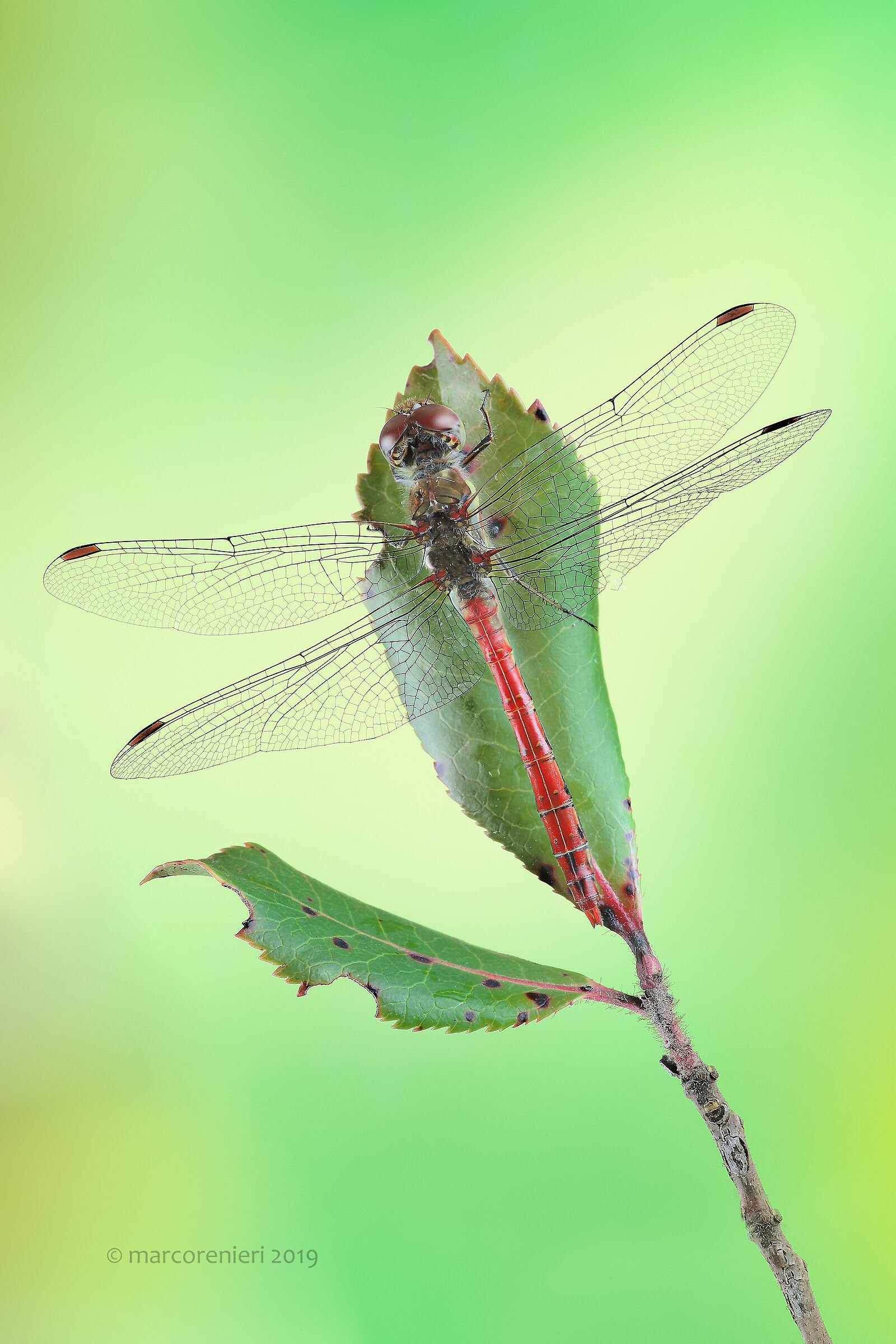 libellula