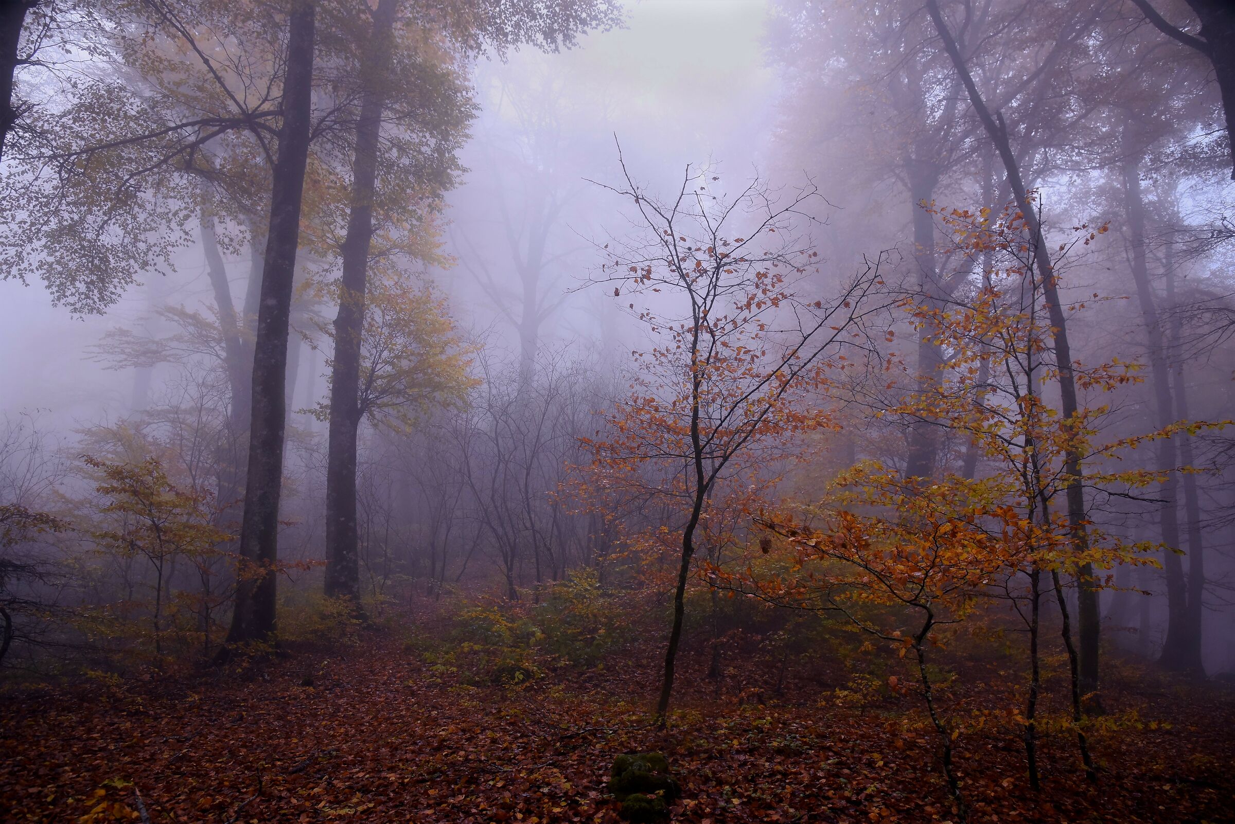 walking in the woods