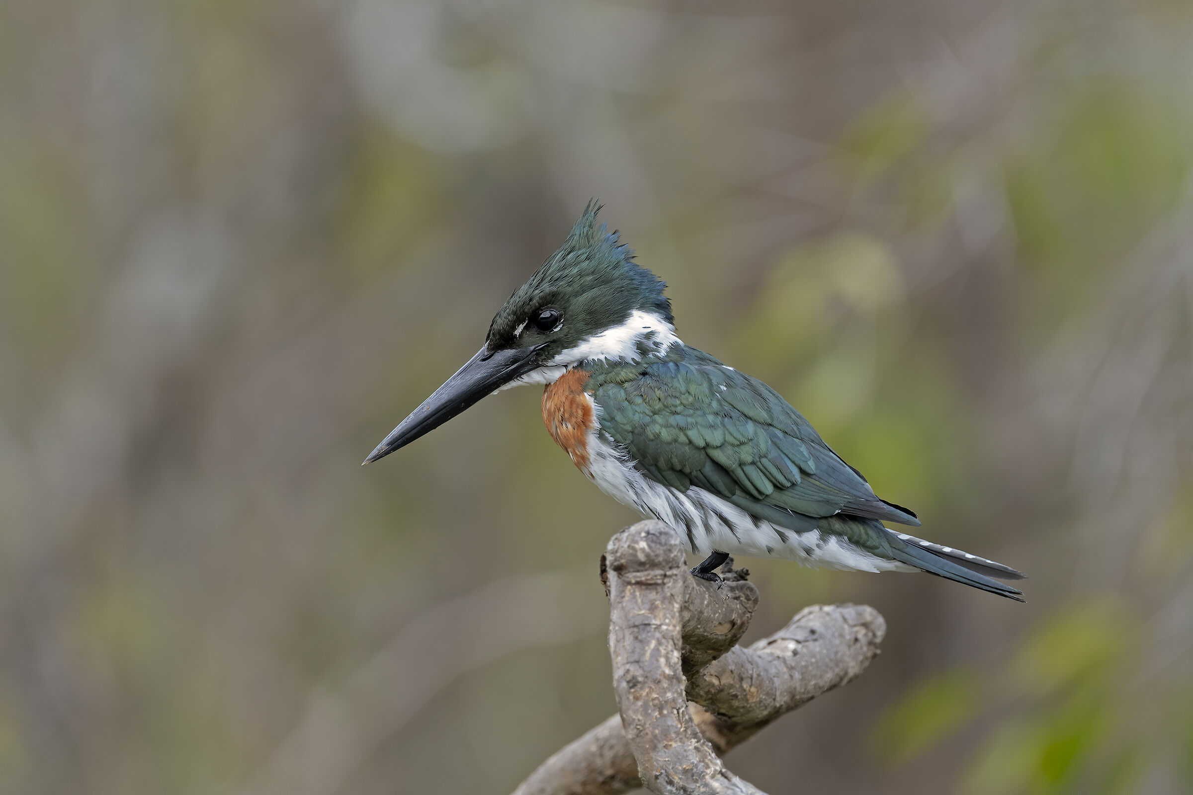 Martinpescatore verde.