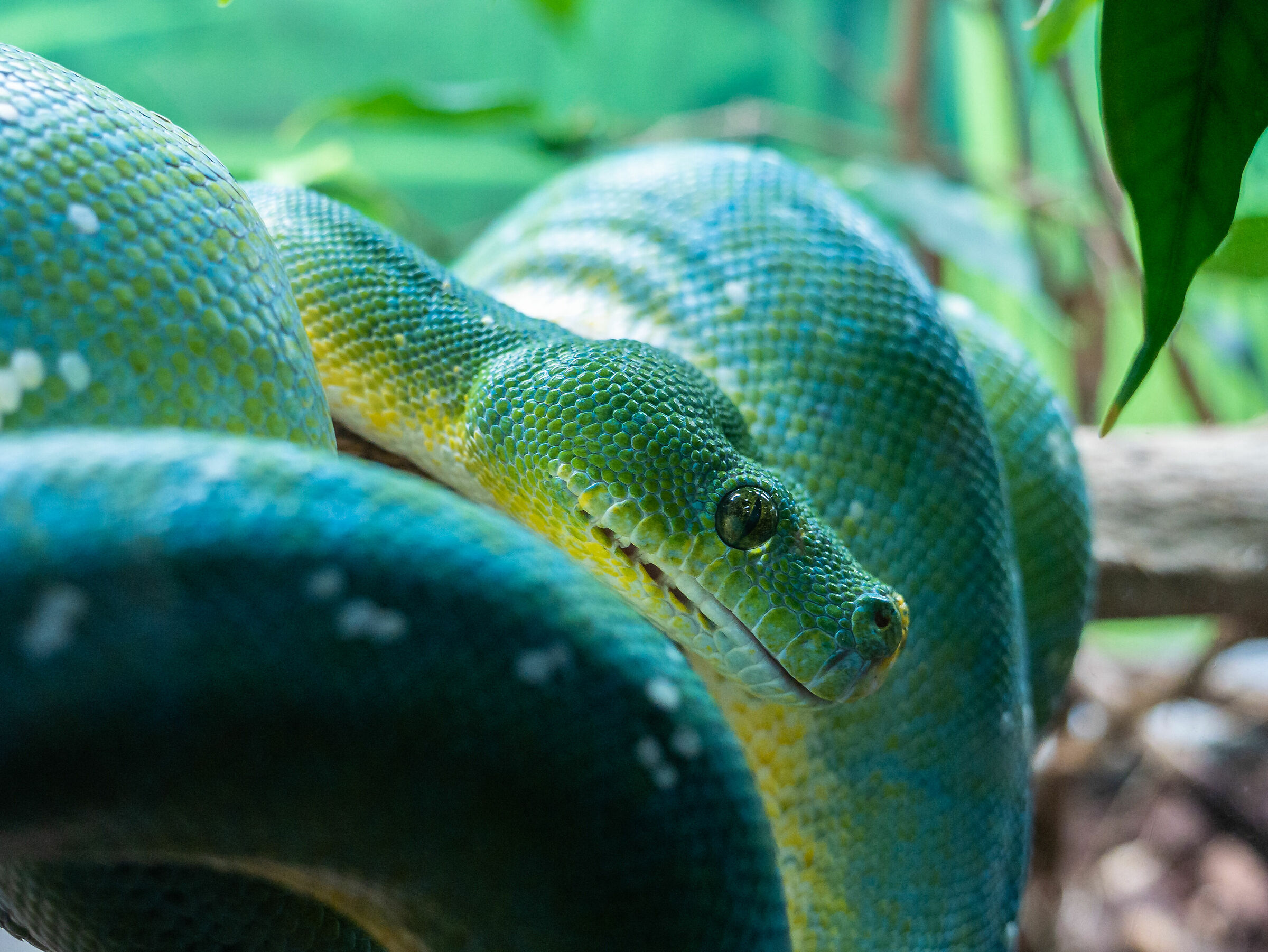 Genoa Aquarium - Python
