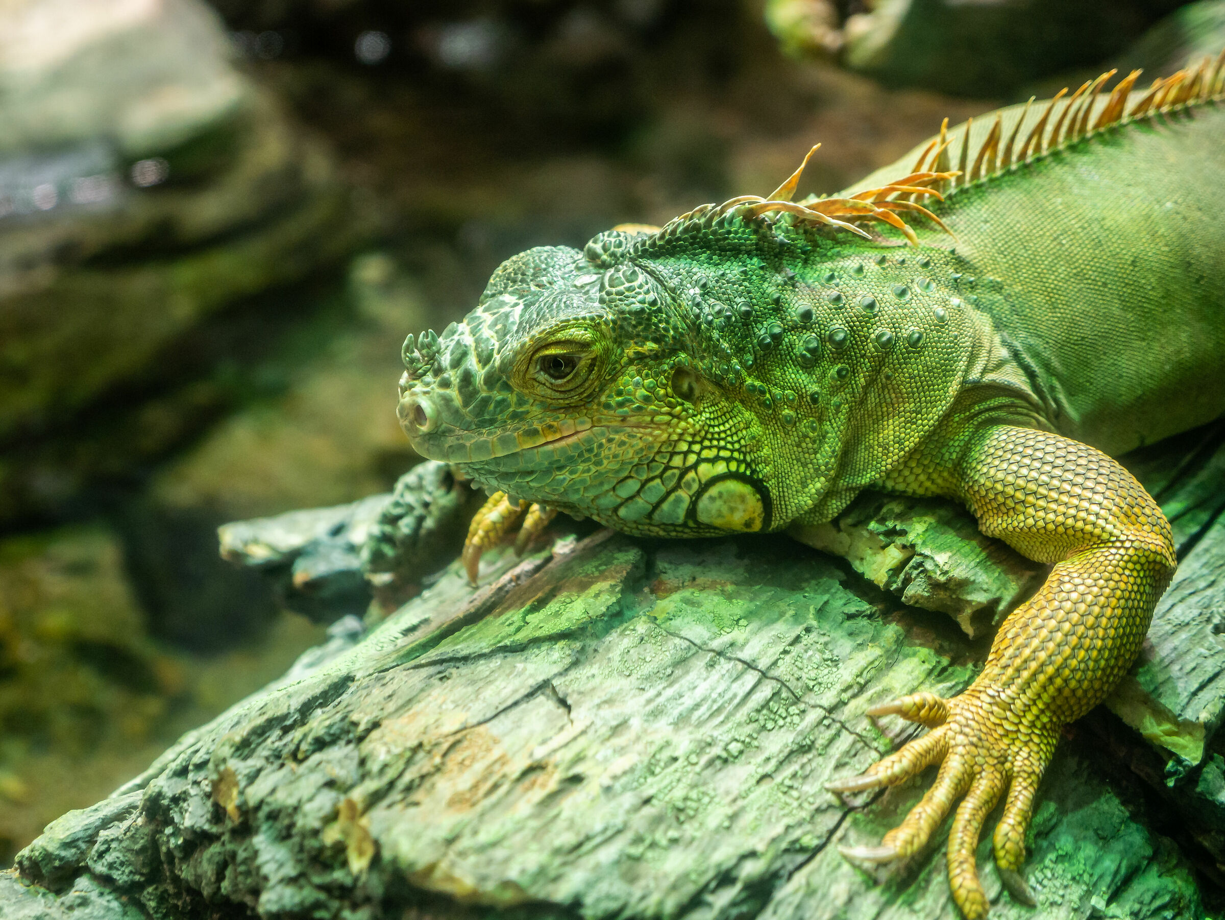 Genoa Aquarium - Iguana