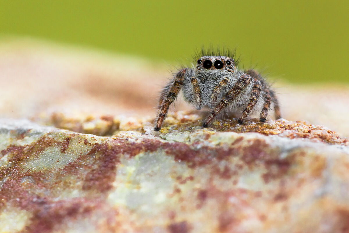 Philaeus chrysops, salticida spider ...