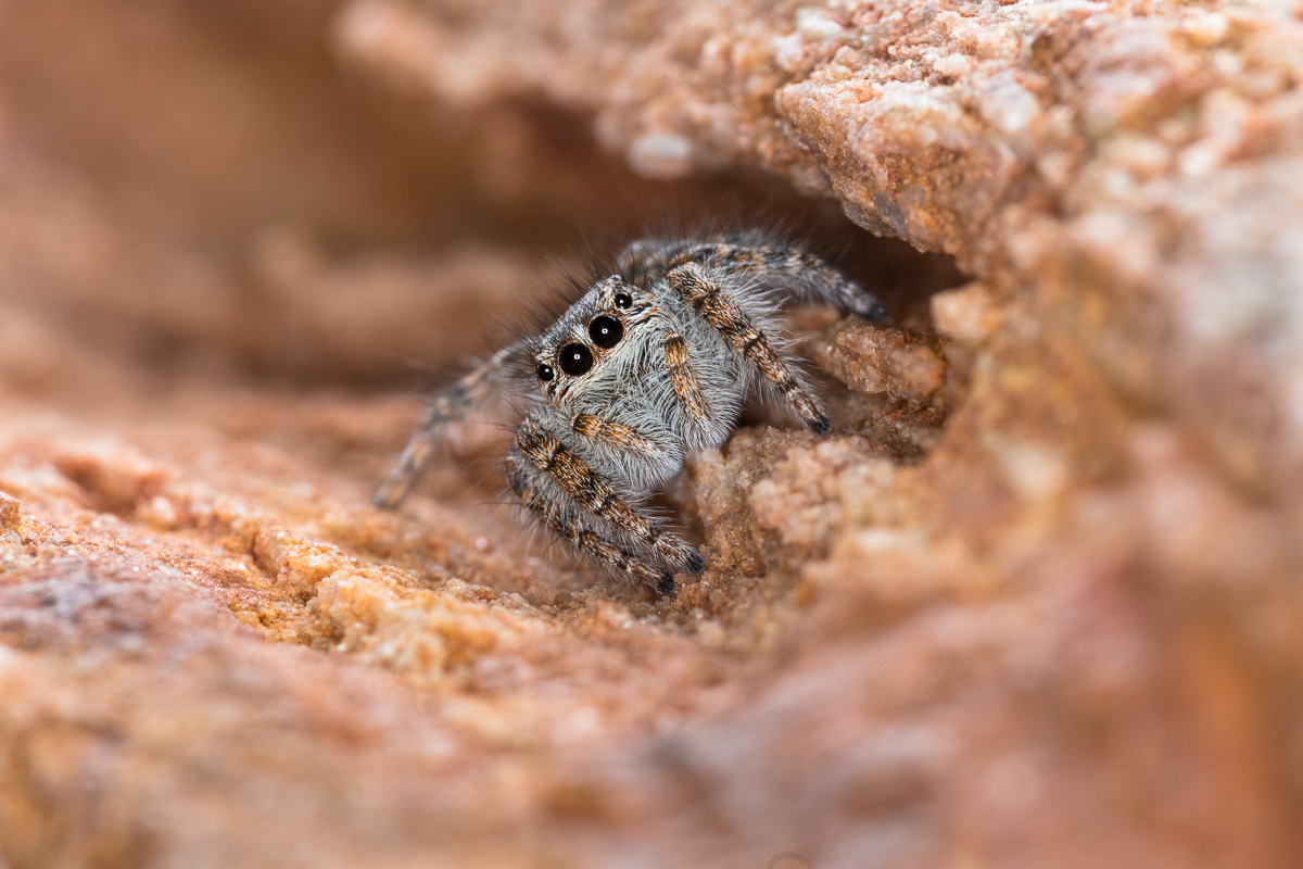 Philaeus chrysops, salticida spider ...