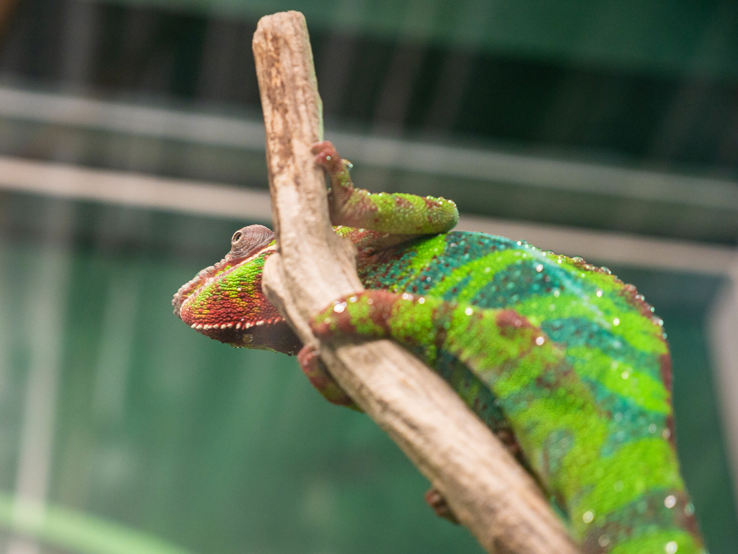 Geneova Aquarium - Chameleon