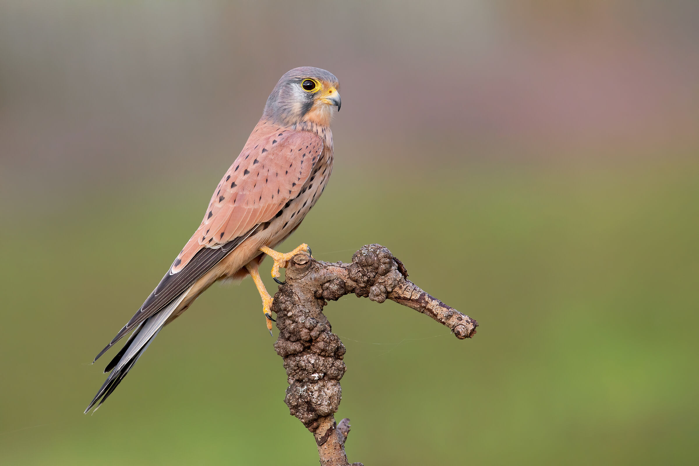 Kestrel
