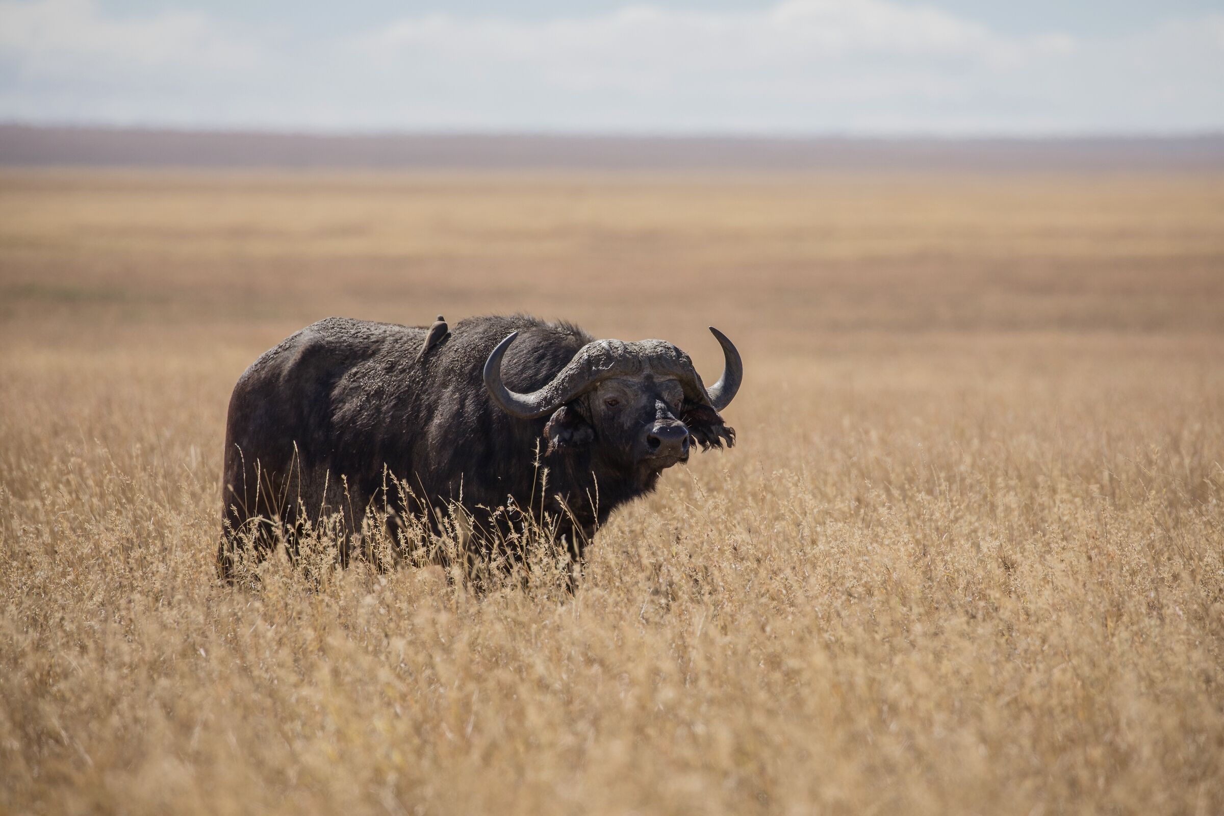 Loneliness, Loneliness