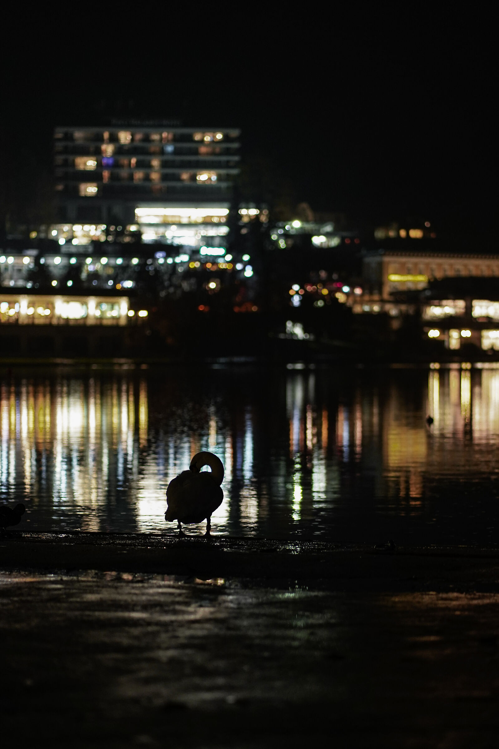 Swan in the city