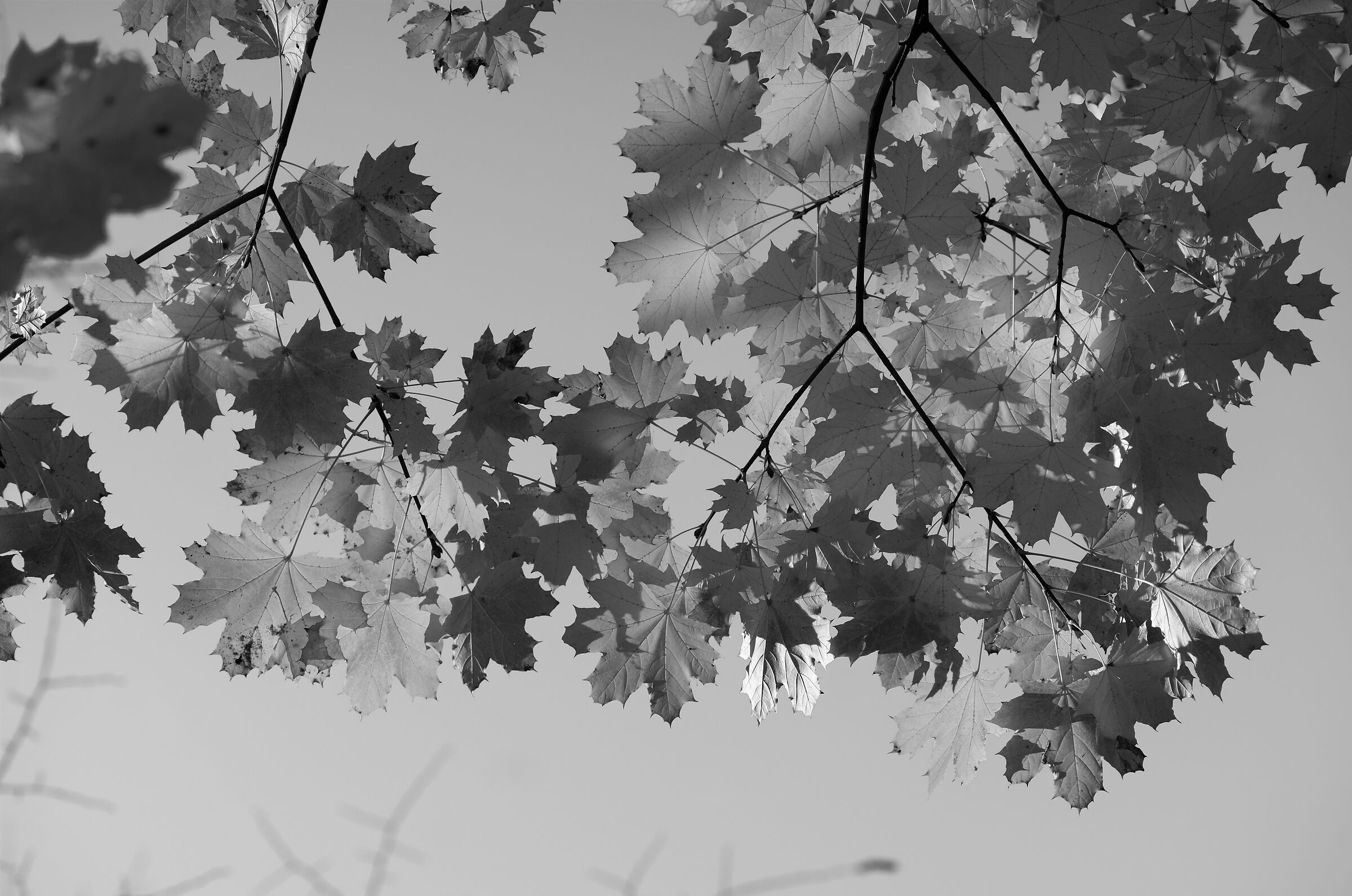 The charm of autumn in black and white