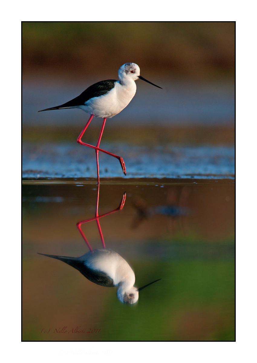 knight of Italy with reflection