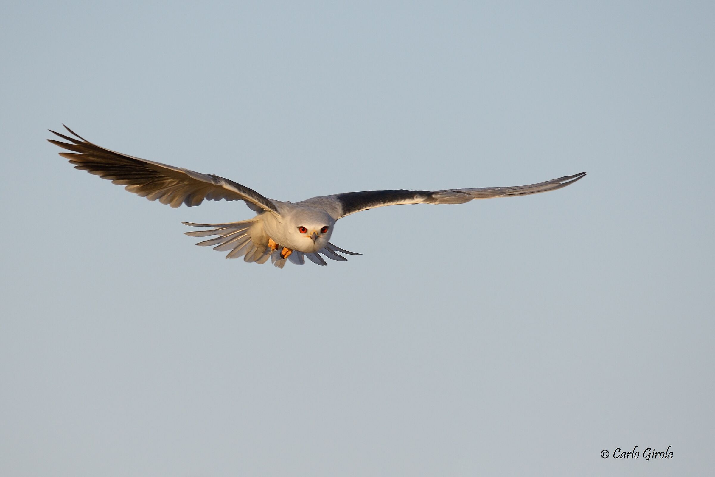 Nibbio bianco (Elanus caeruleus)