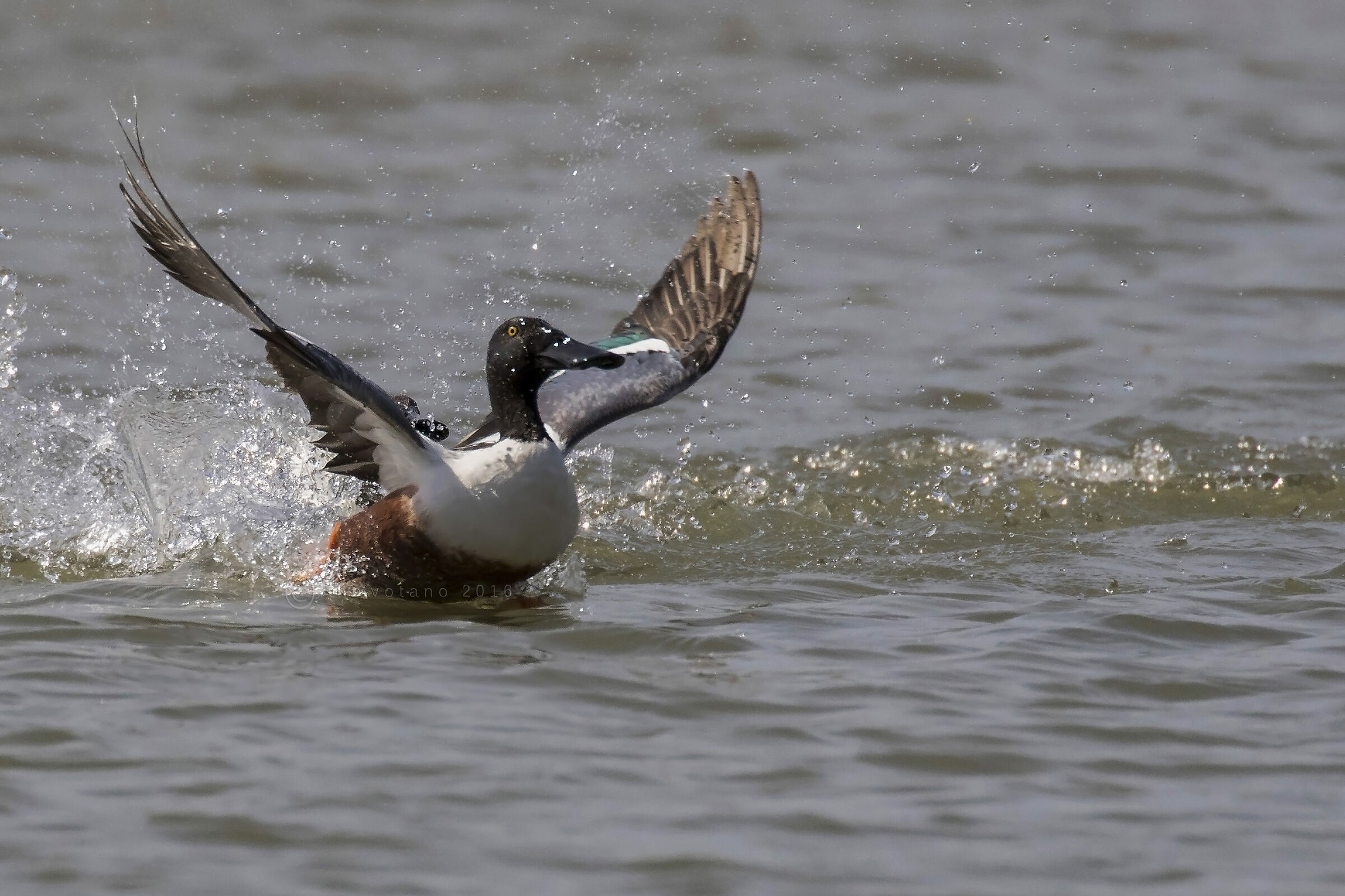 .........s.p.l.a.s.h