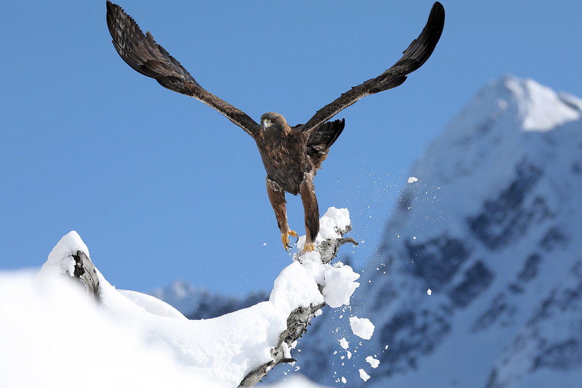 Golden eagle - Italian Alps-