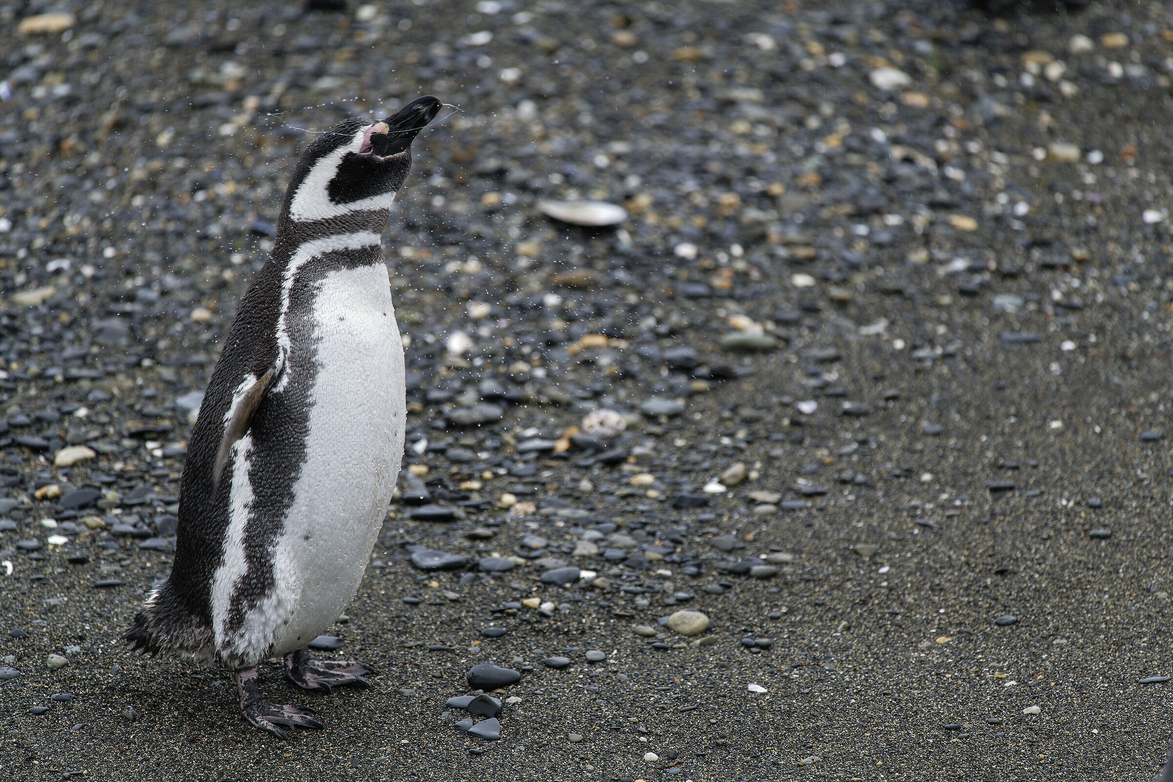 The Magellan's Crown