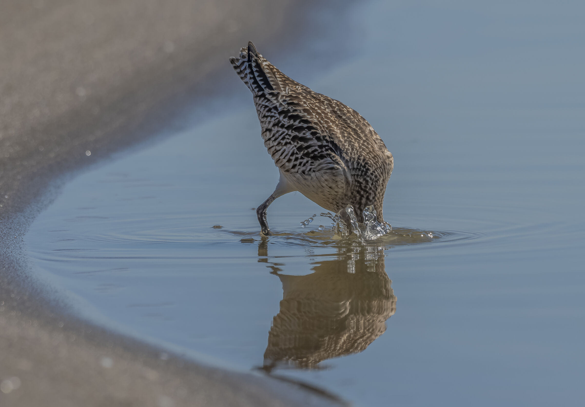 Narciso-One morning, to see her better, she leaned out of p
