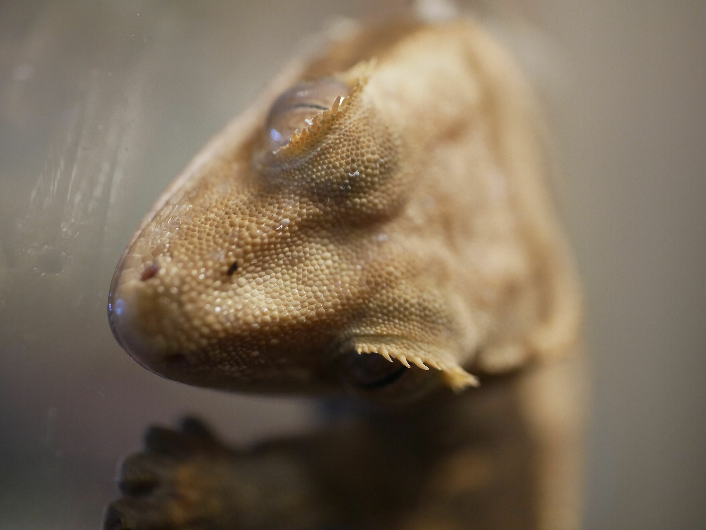 Correlophus ciliatus