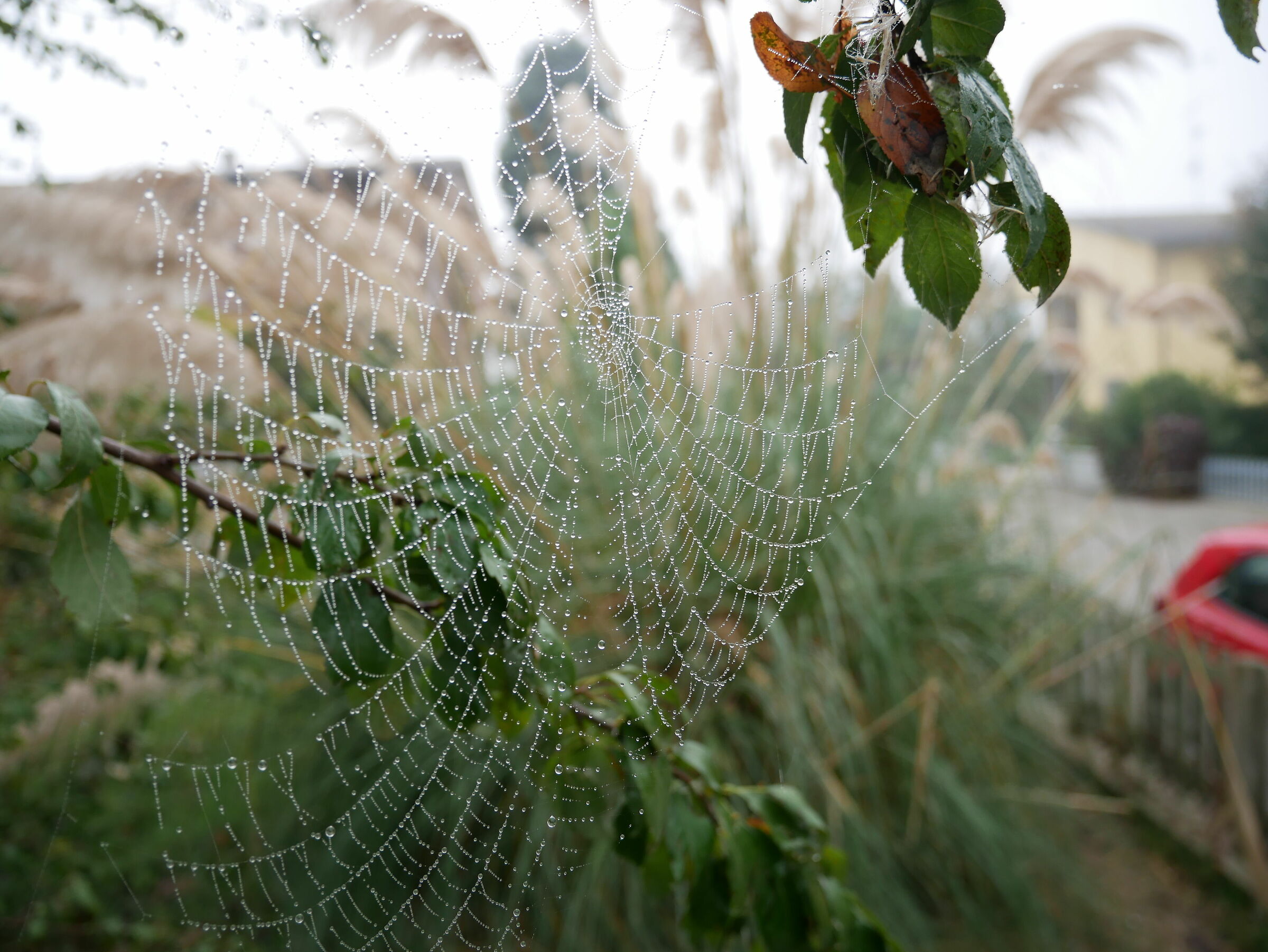 spider web 2