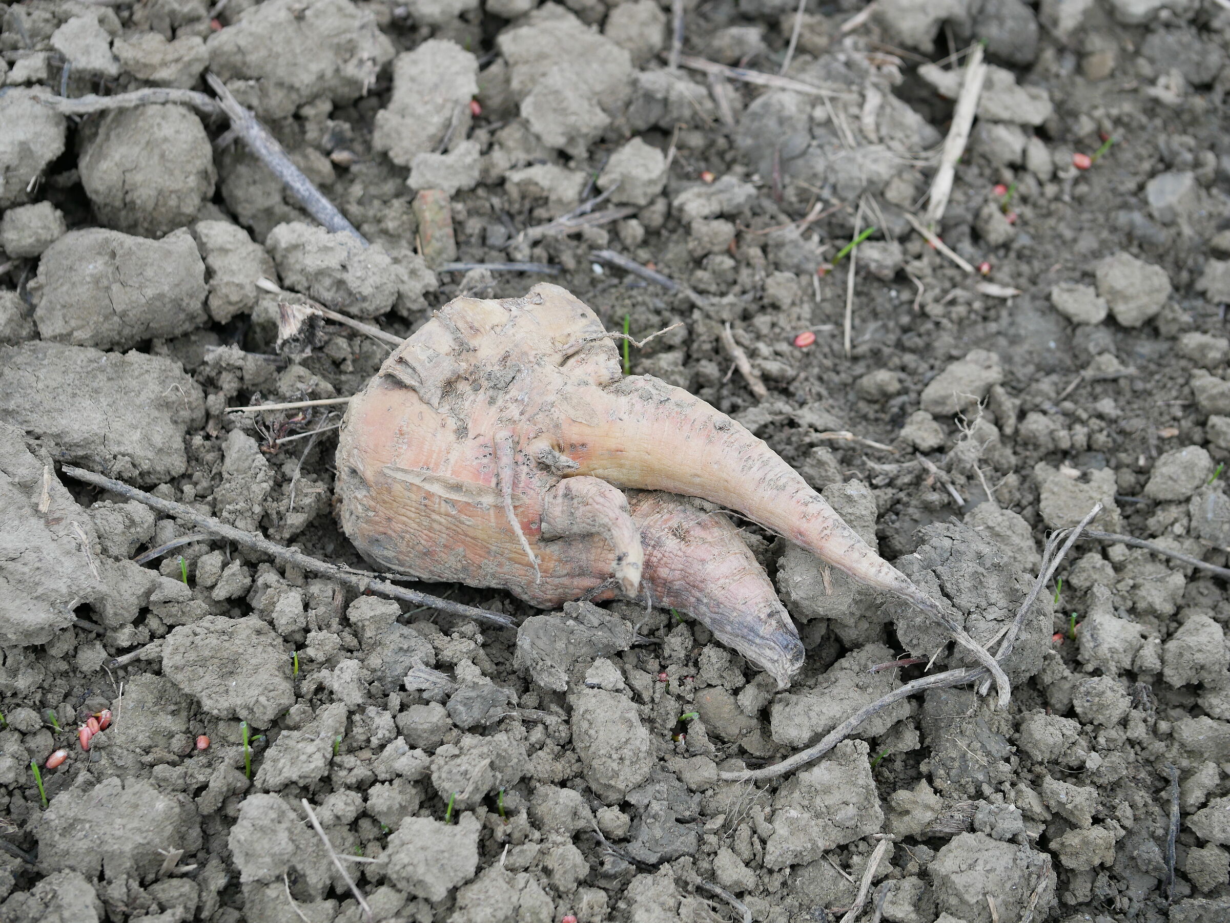 morte di una barbabietola