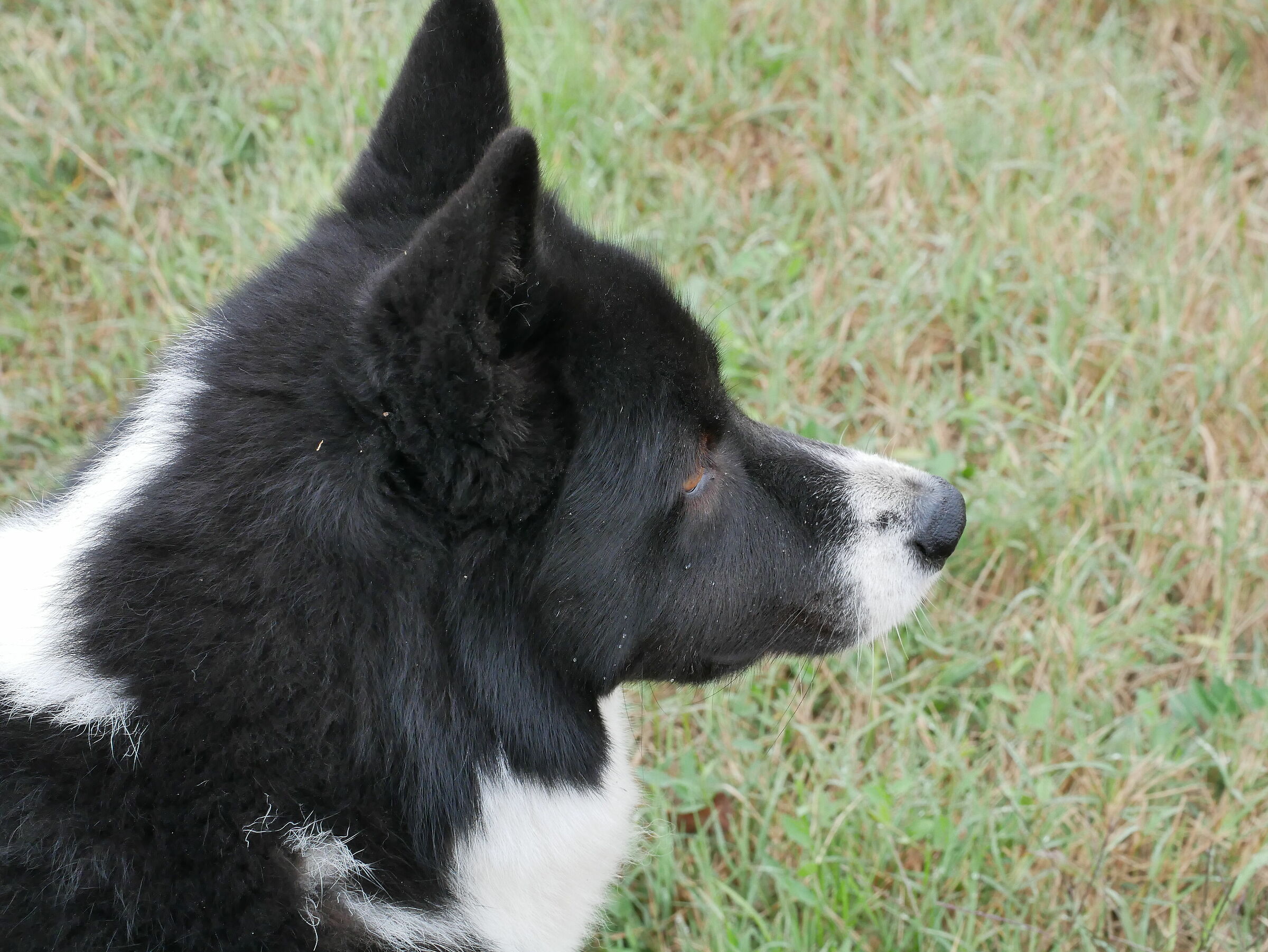 Olly Karelian beardog