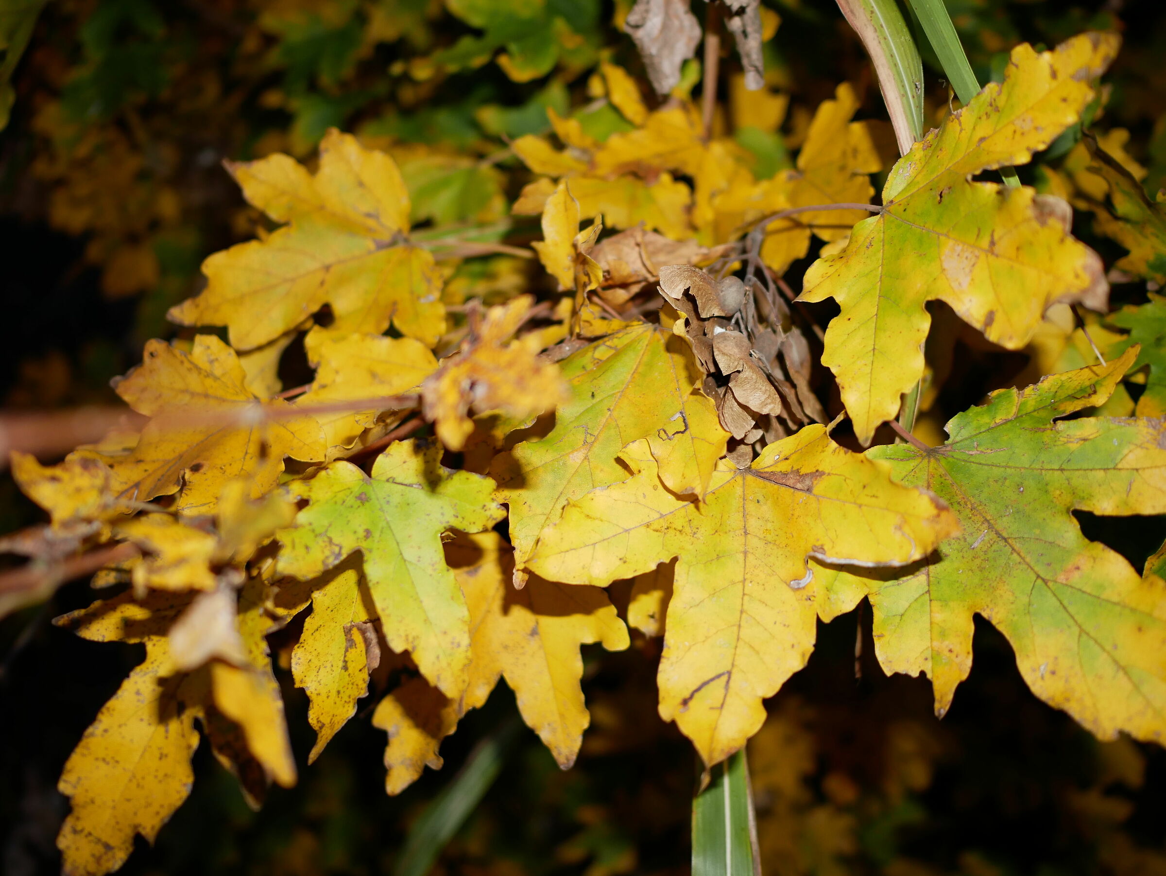 Maple foliage