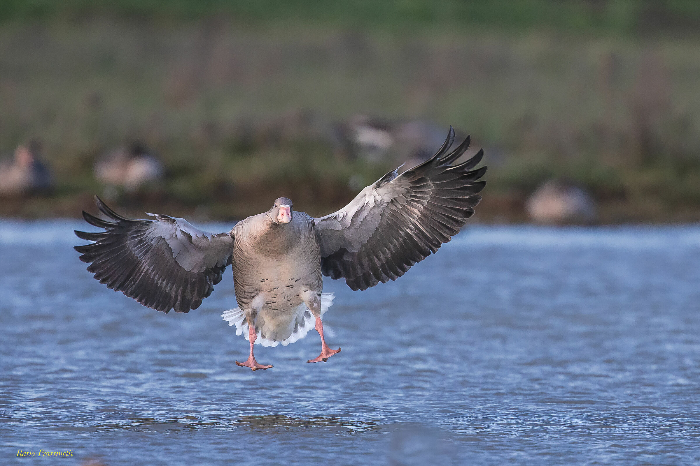 Wild goose in landing