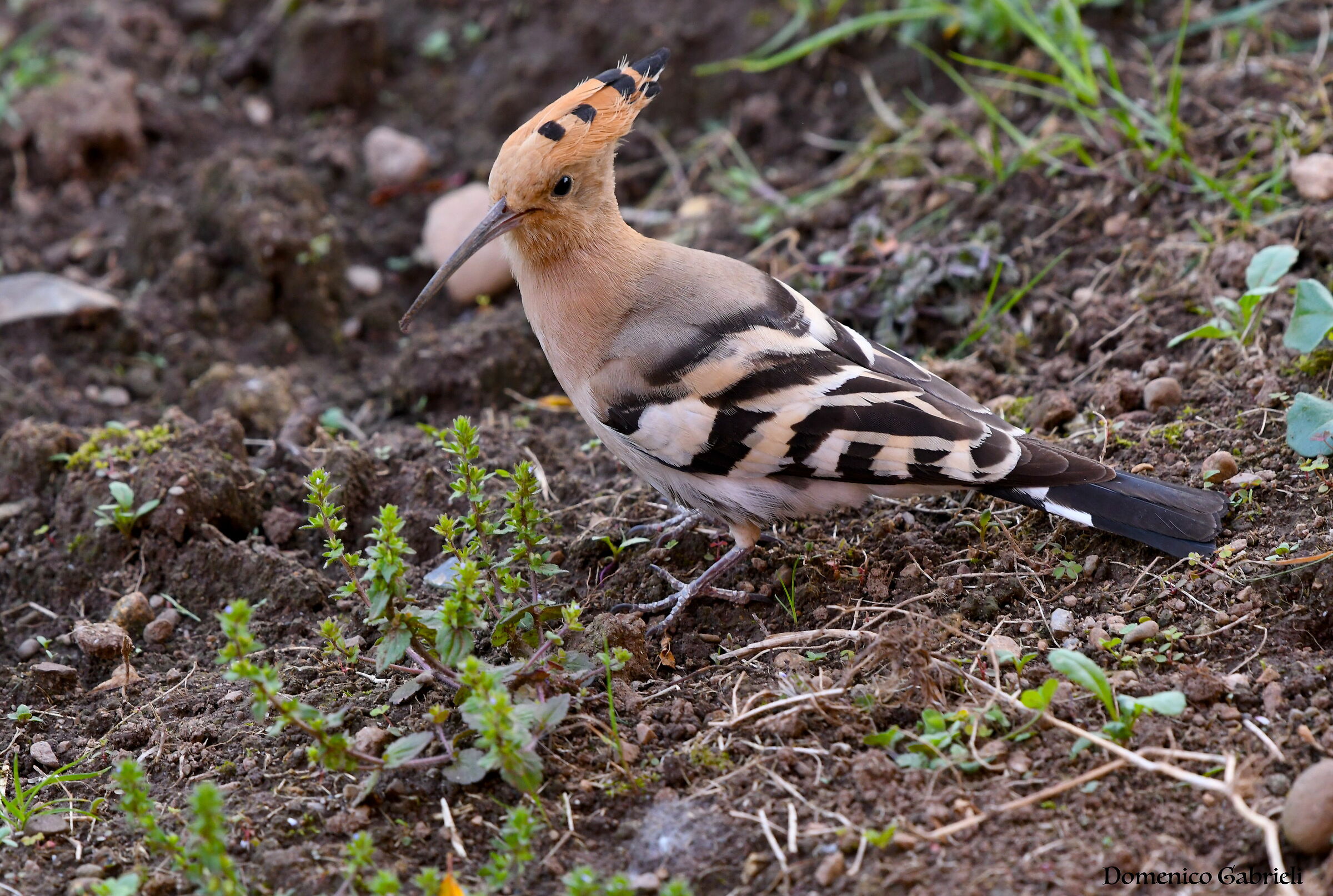 Hoopoe