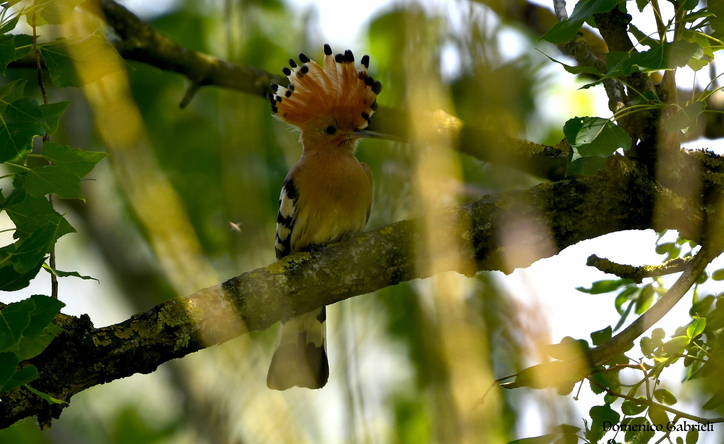 Hoopoe