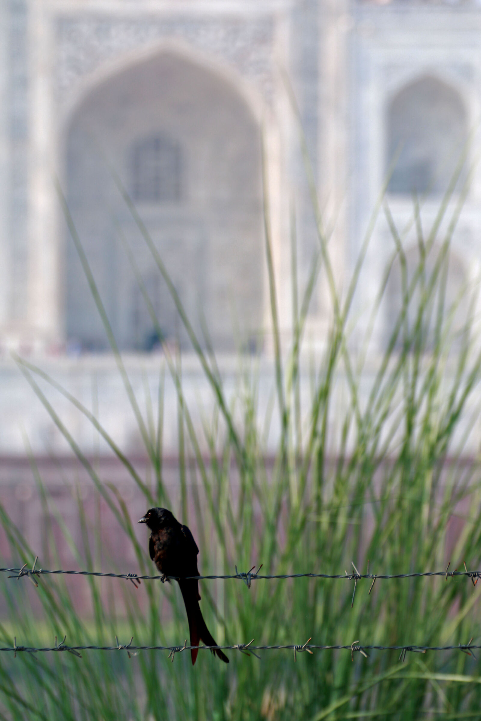 taj mahal - agra india