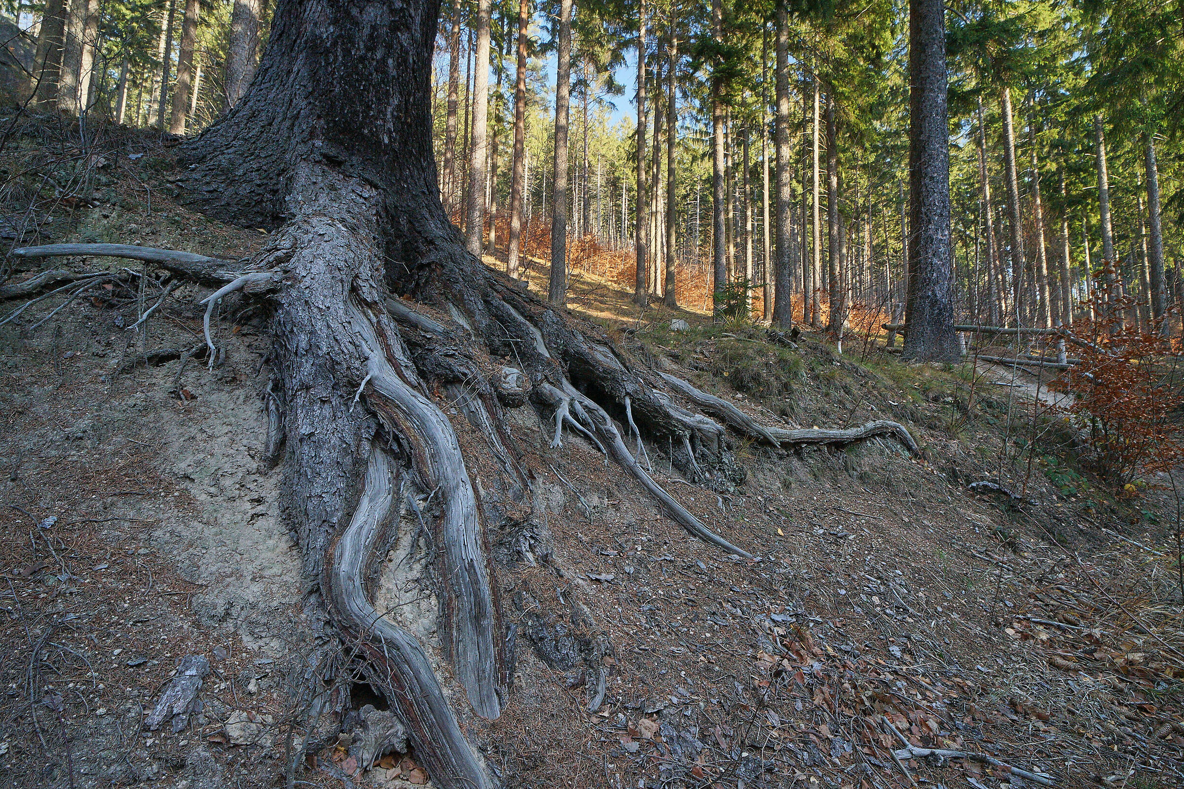 The old and new - forest