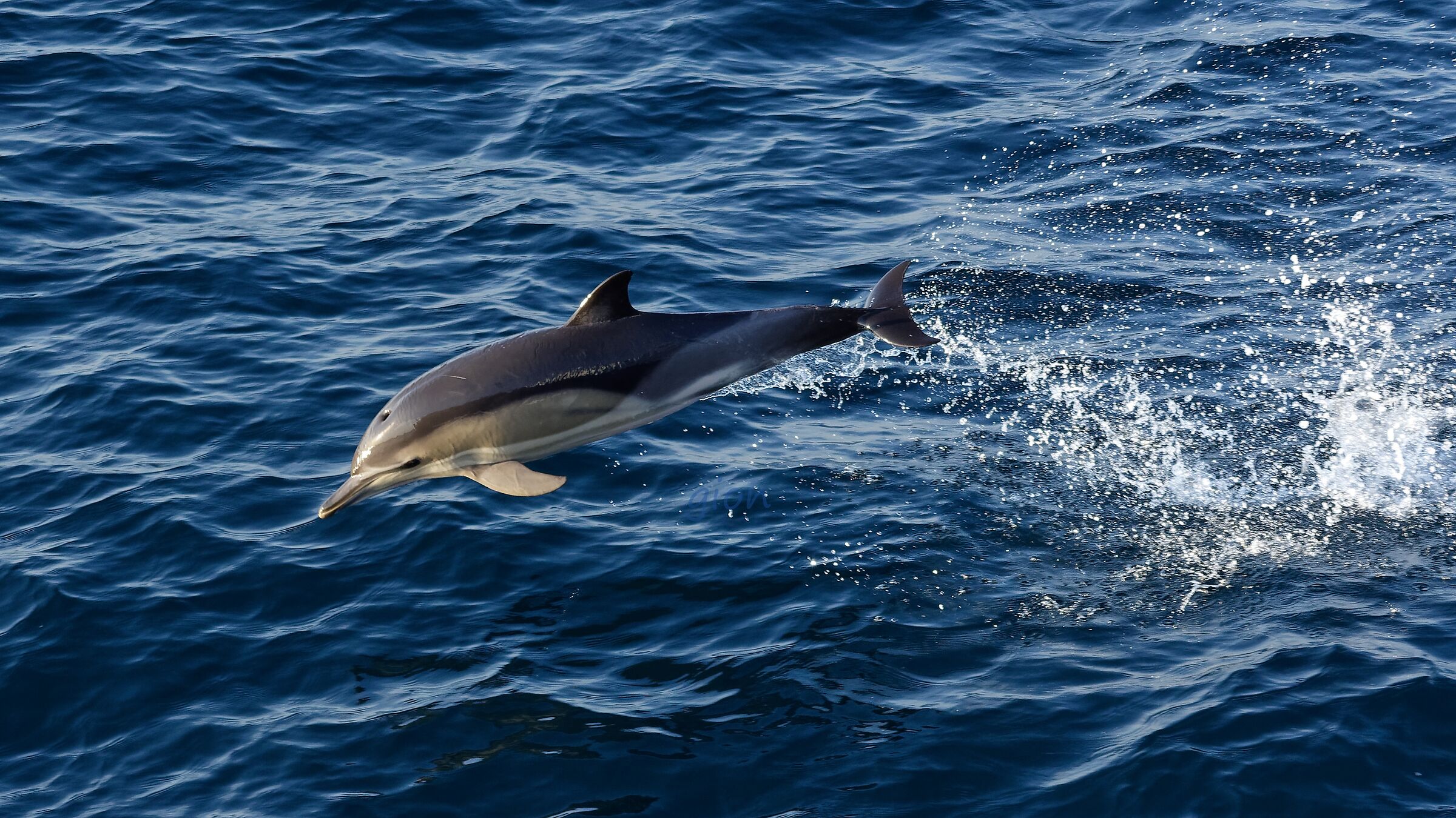 Delphinus delphis