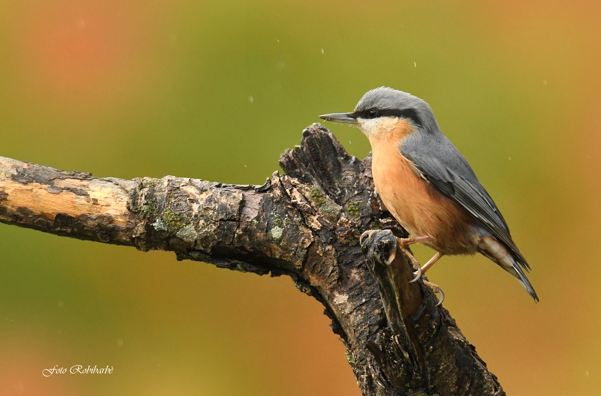 Woodpecker mason.... in the rain,,,