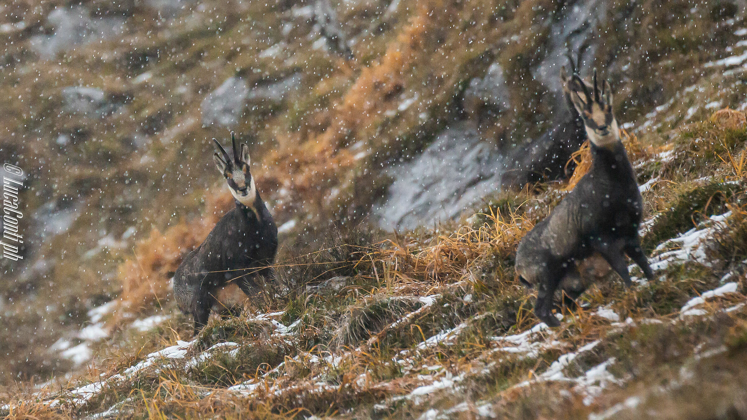 Alpine suede (Rupicapra Rupicapra)