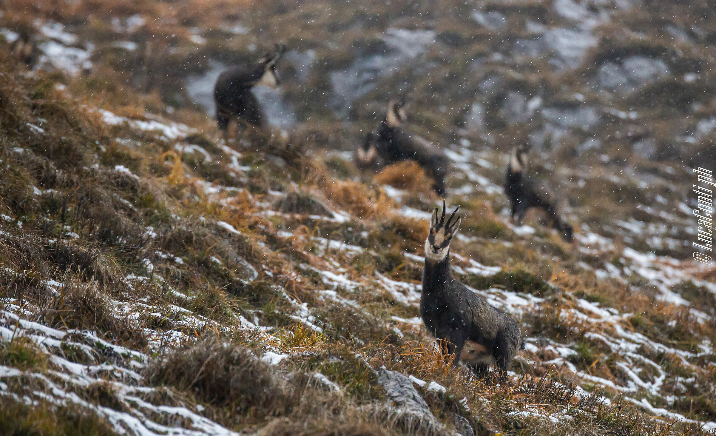 Alpine suede (Rupicapra Rupicapra)