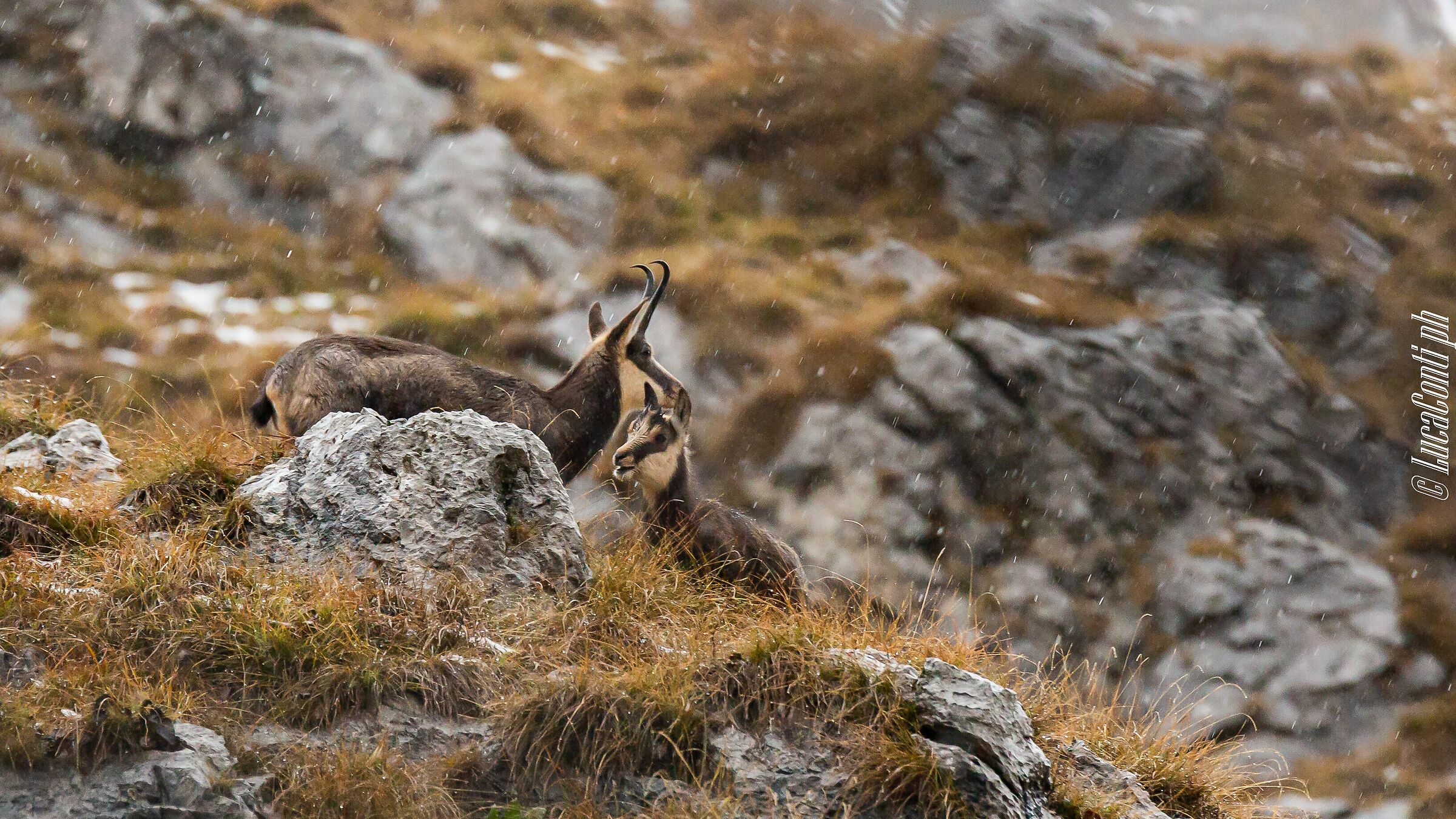 Alpine suede (Rupicapra Rupicapra)