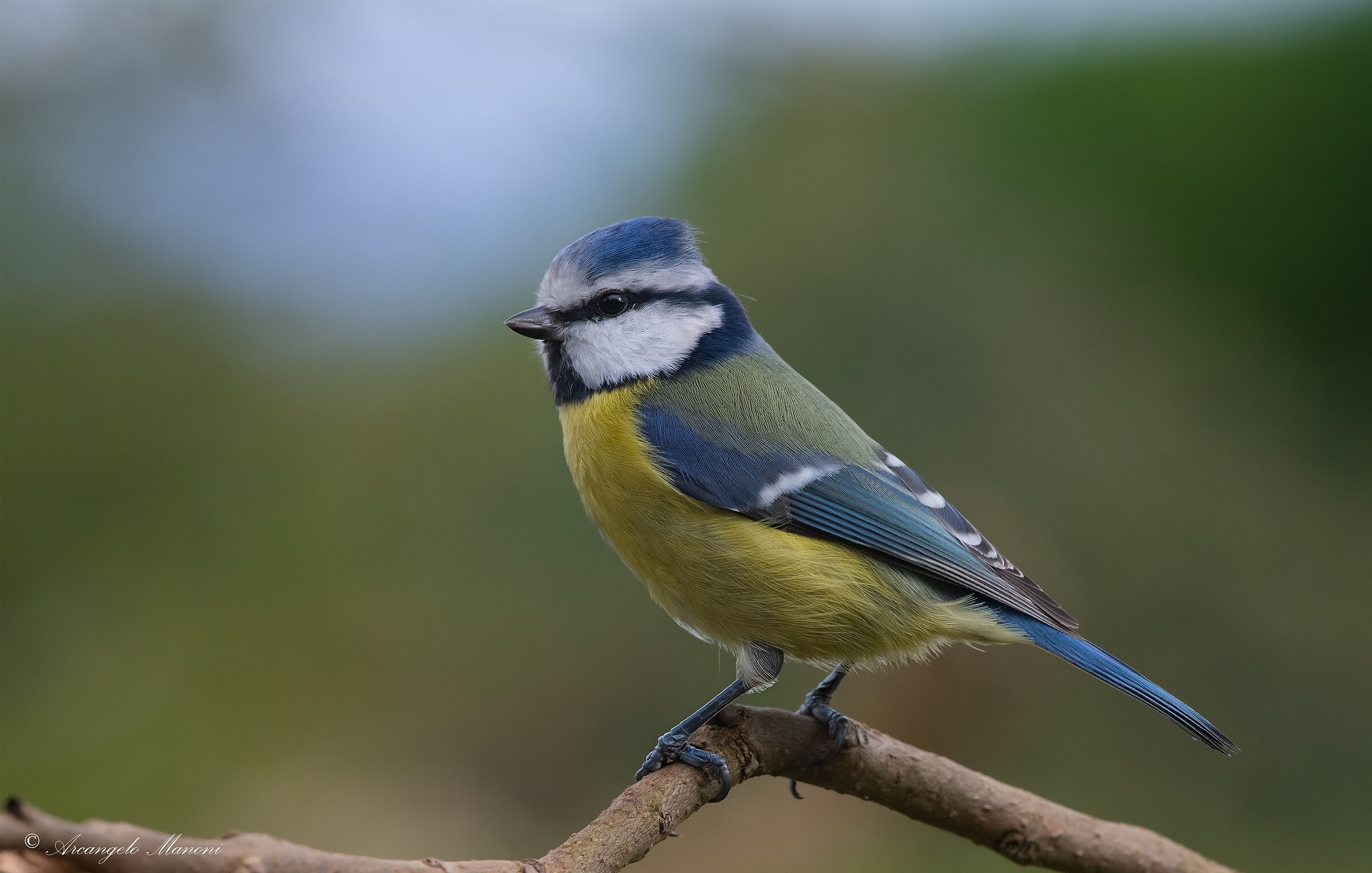 Voglia di tenerezza con la cinciarella