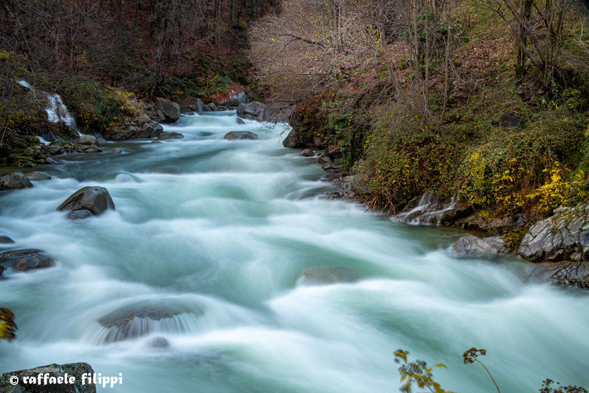Torrente Deer in Bogna