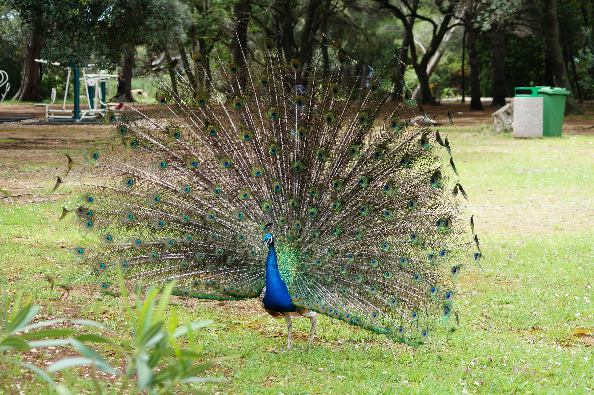 Peacock
