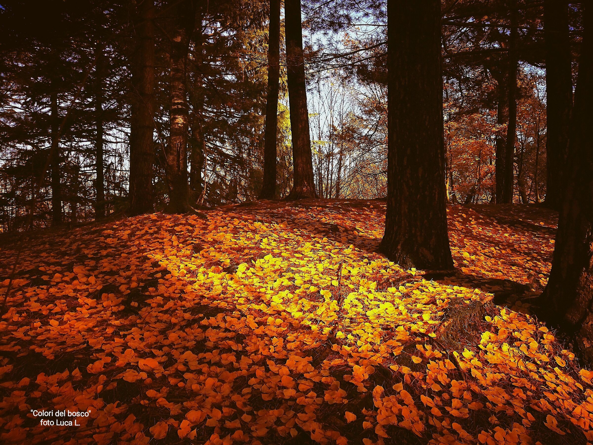 Colors of the forest