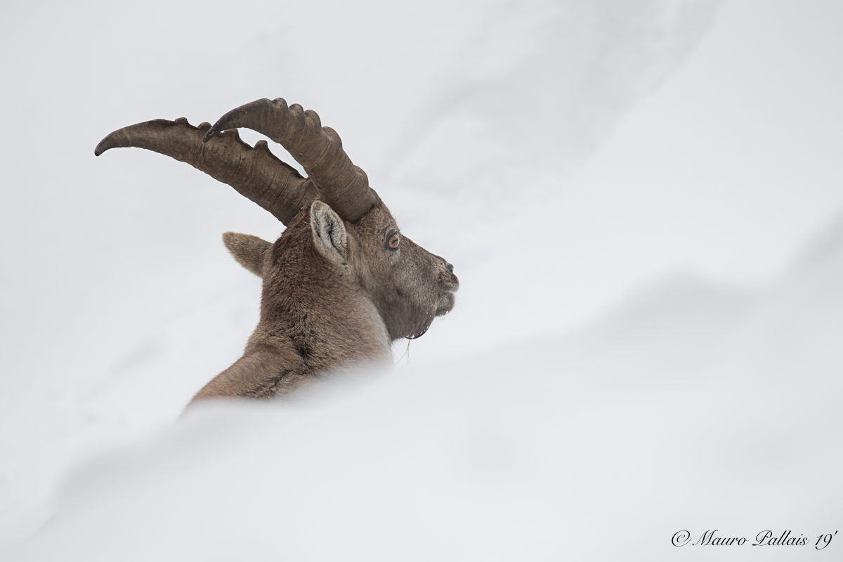 immersed in the snow...