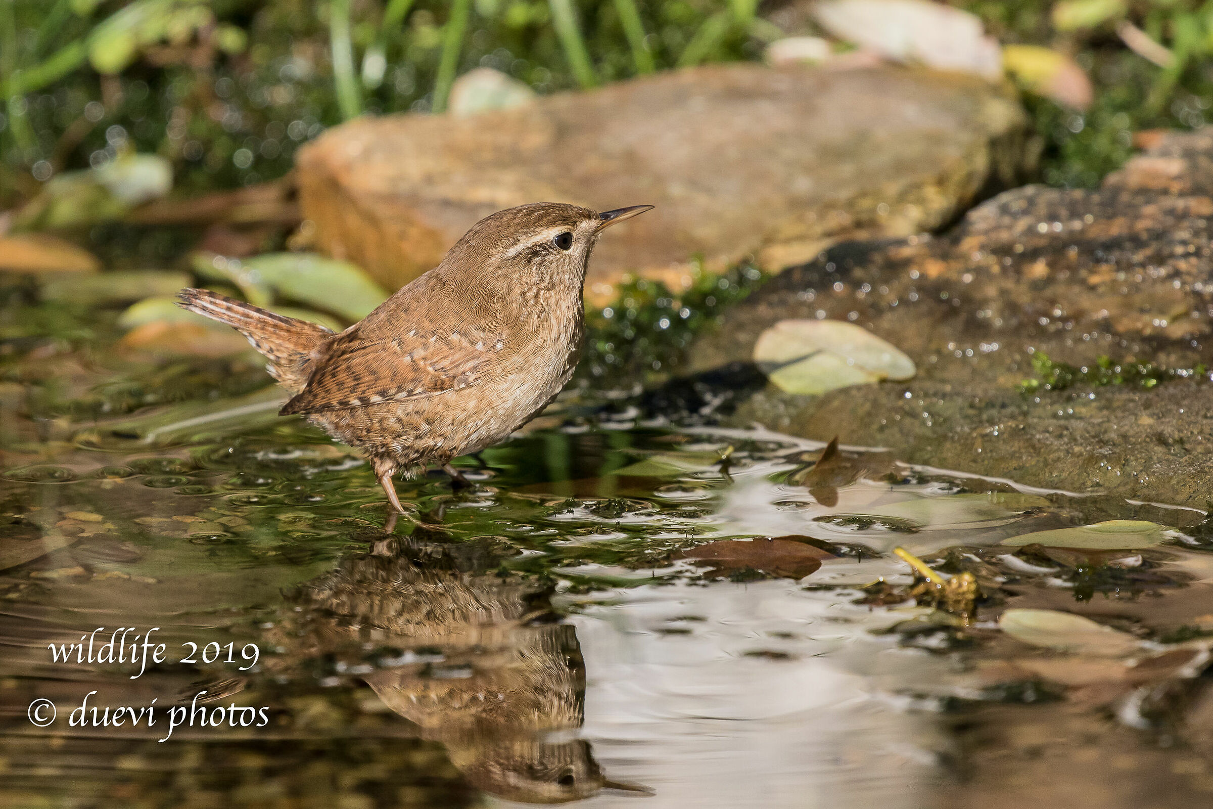 Scricciolo - Troglodytes troglodyte