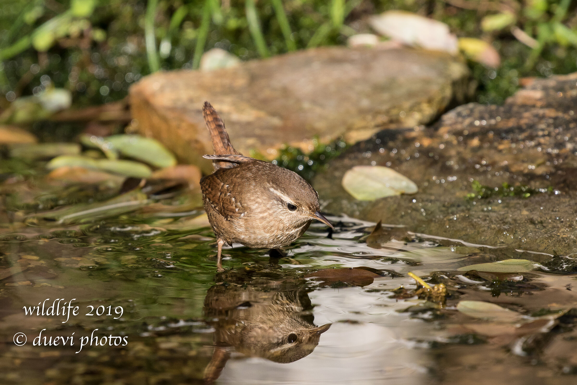 Scricciolo - Troglodytes troglodyte