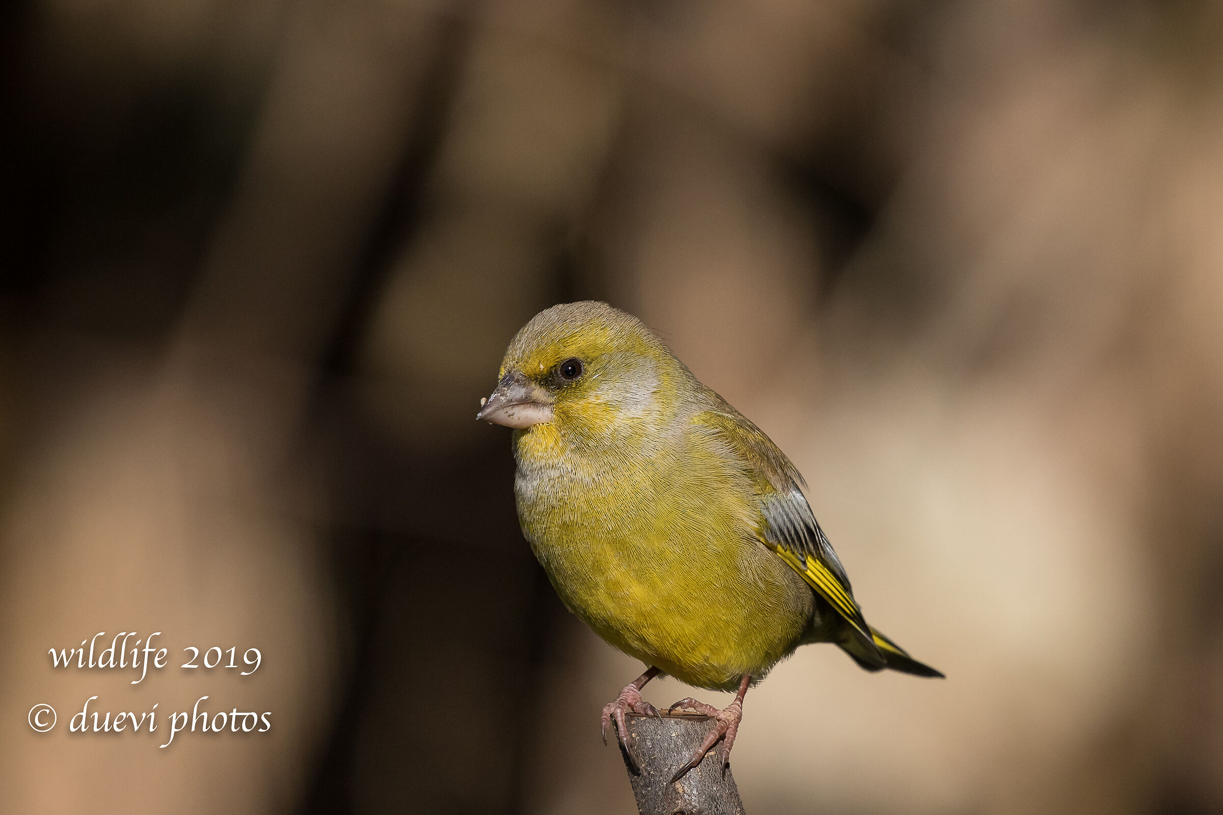 Verdone - Chloris chloris