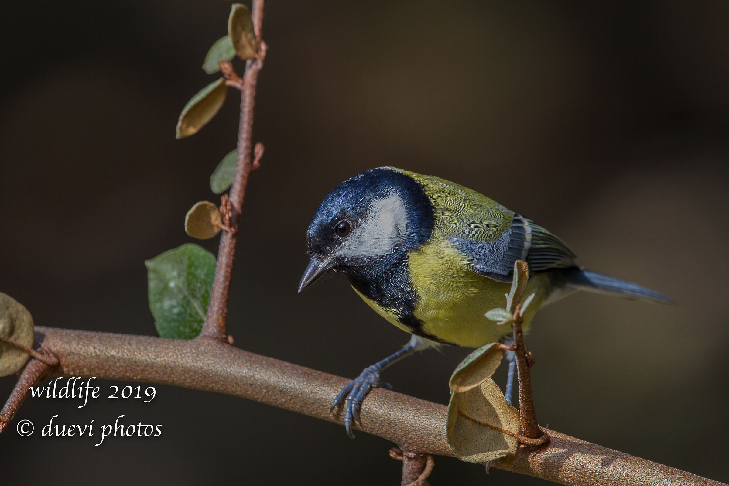 Cinciallegra - Parus major