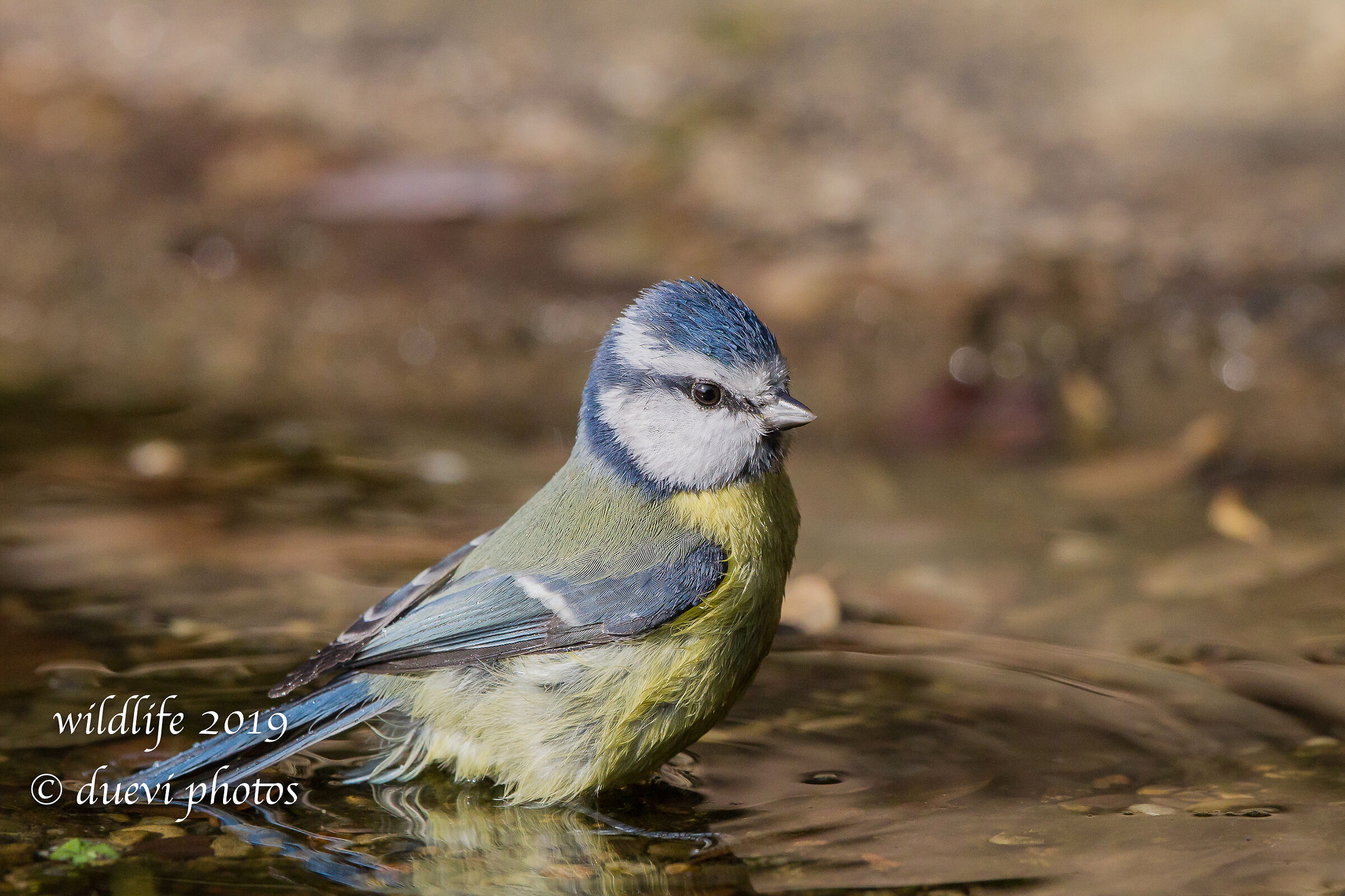 Cinciarella - Cyanistes caeruleus