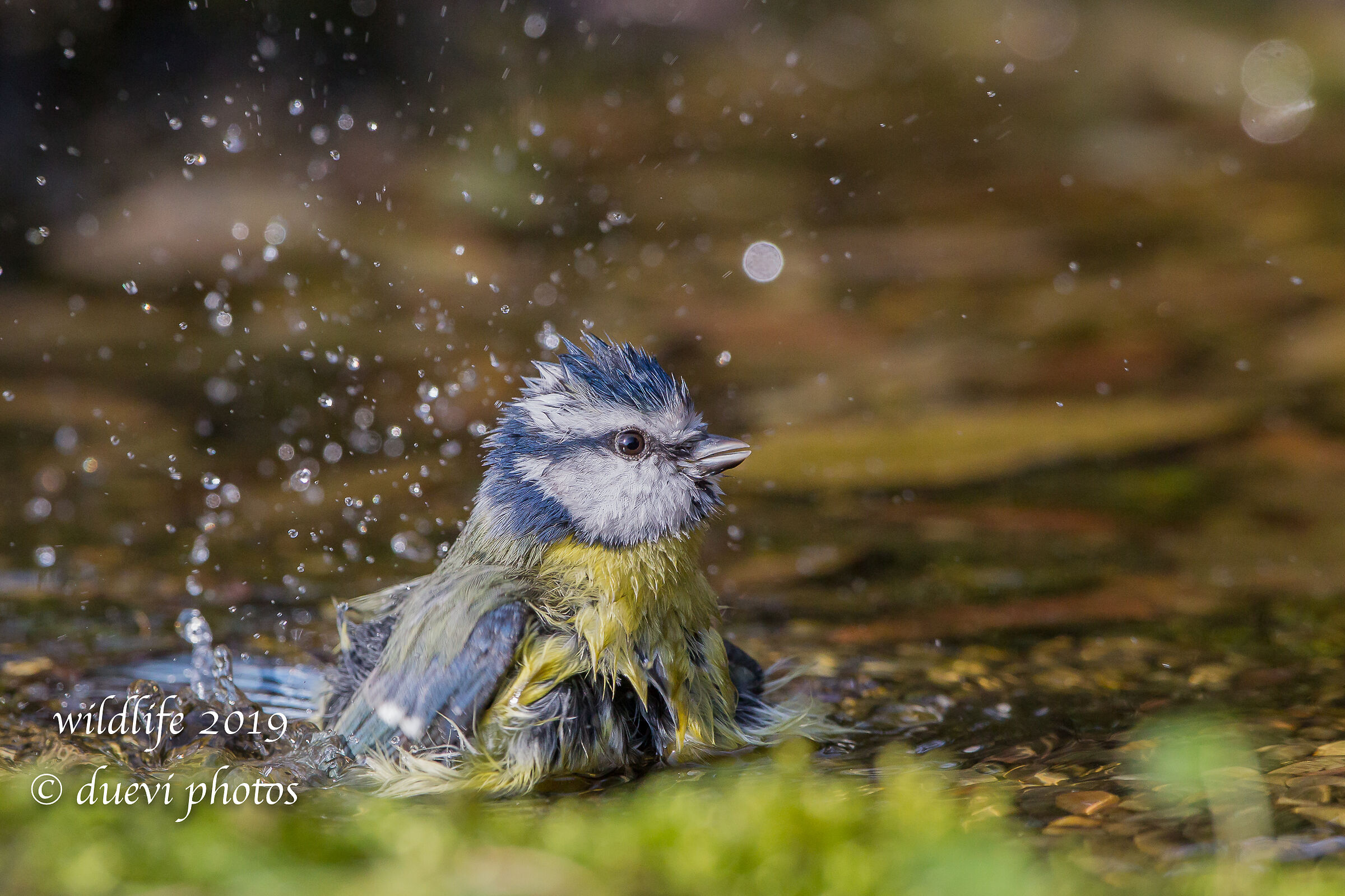 Cinciarella - Cyanistes caeruleus