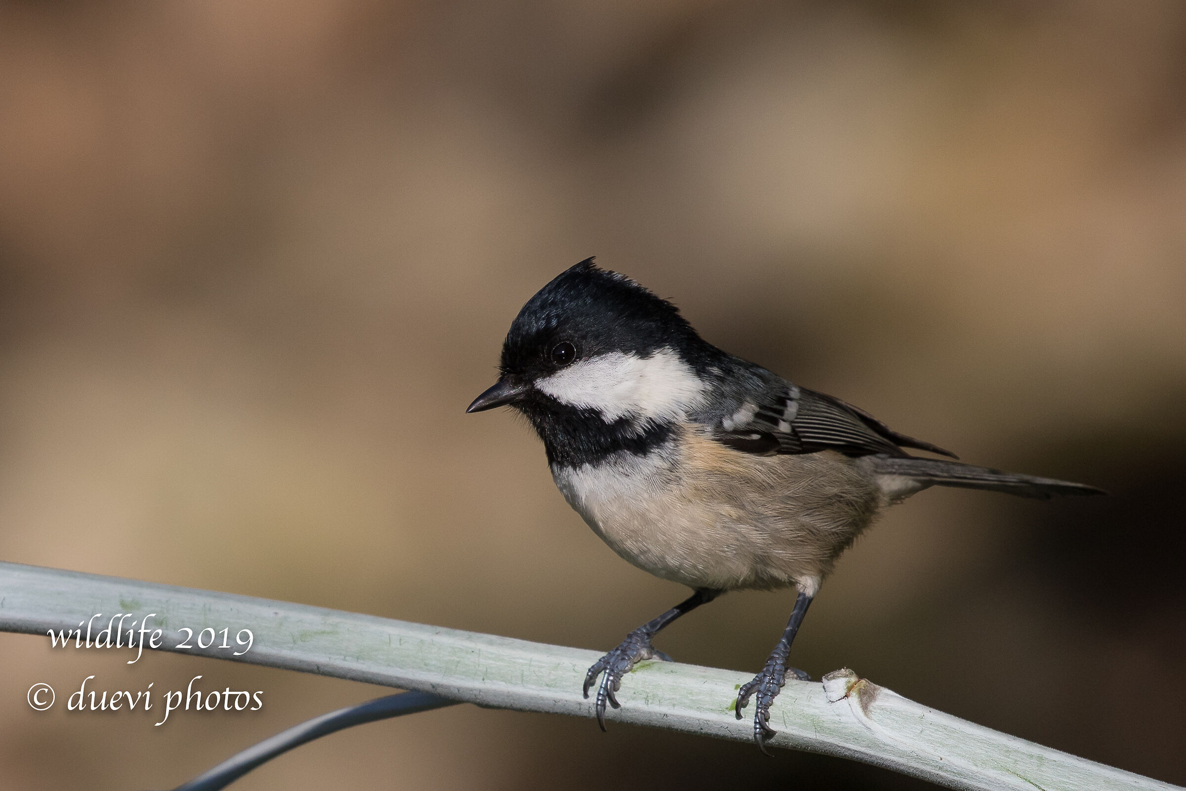 Blackberry - Periparus ater