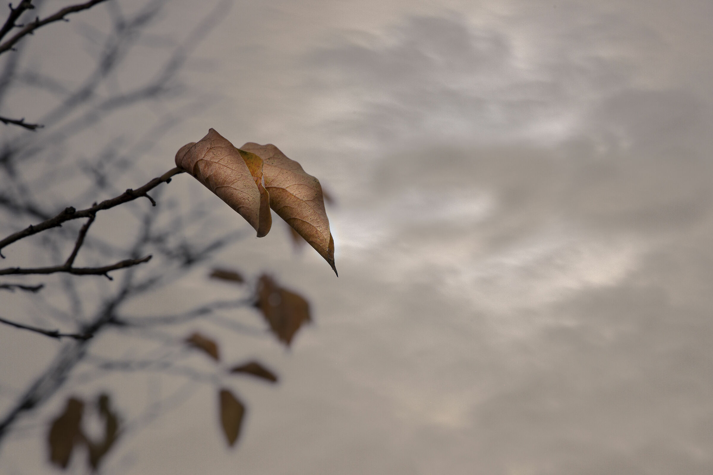 ... autunno ... foglie ...