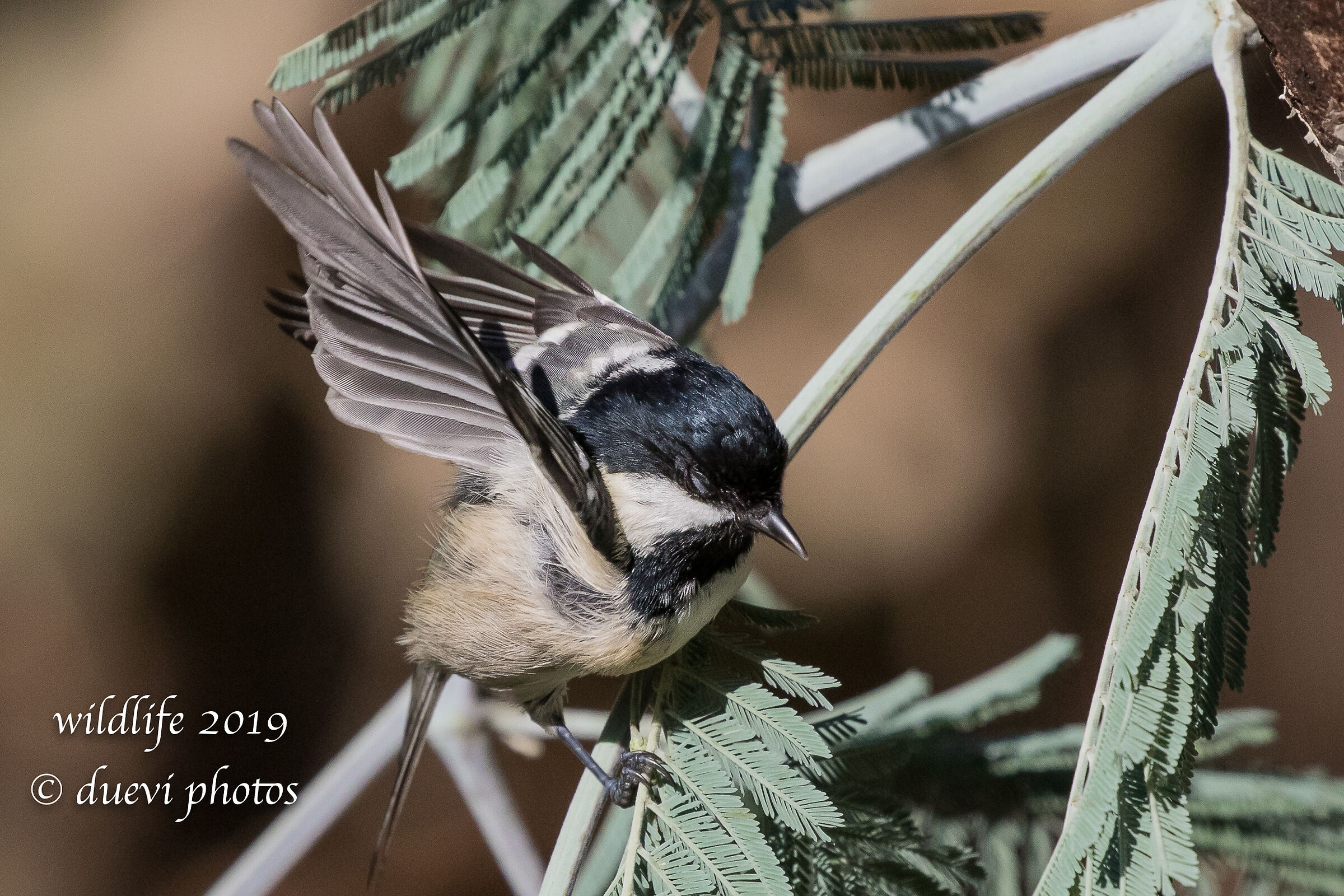 Blackberry - Periparus ater