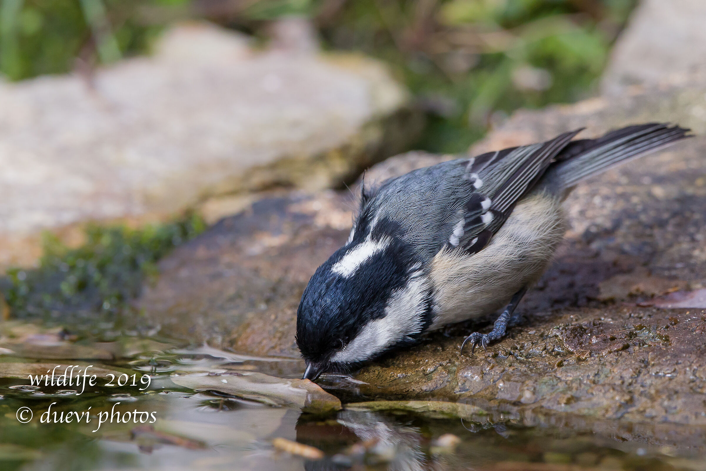 Blackberry - Periparus ater