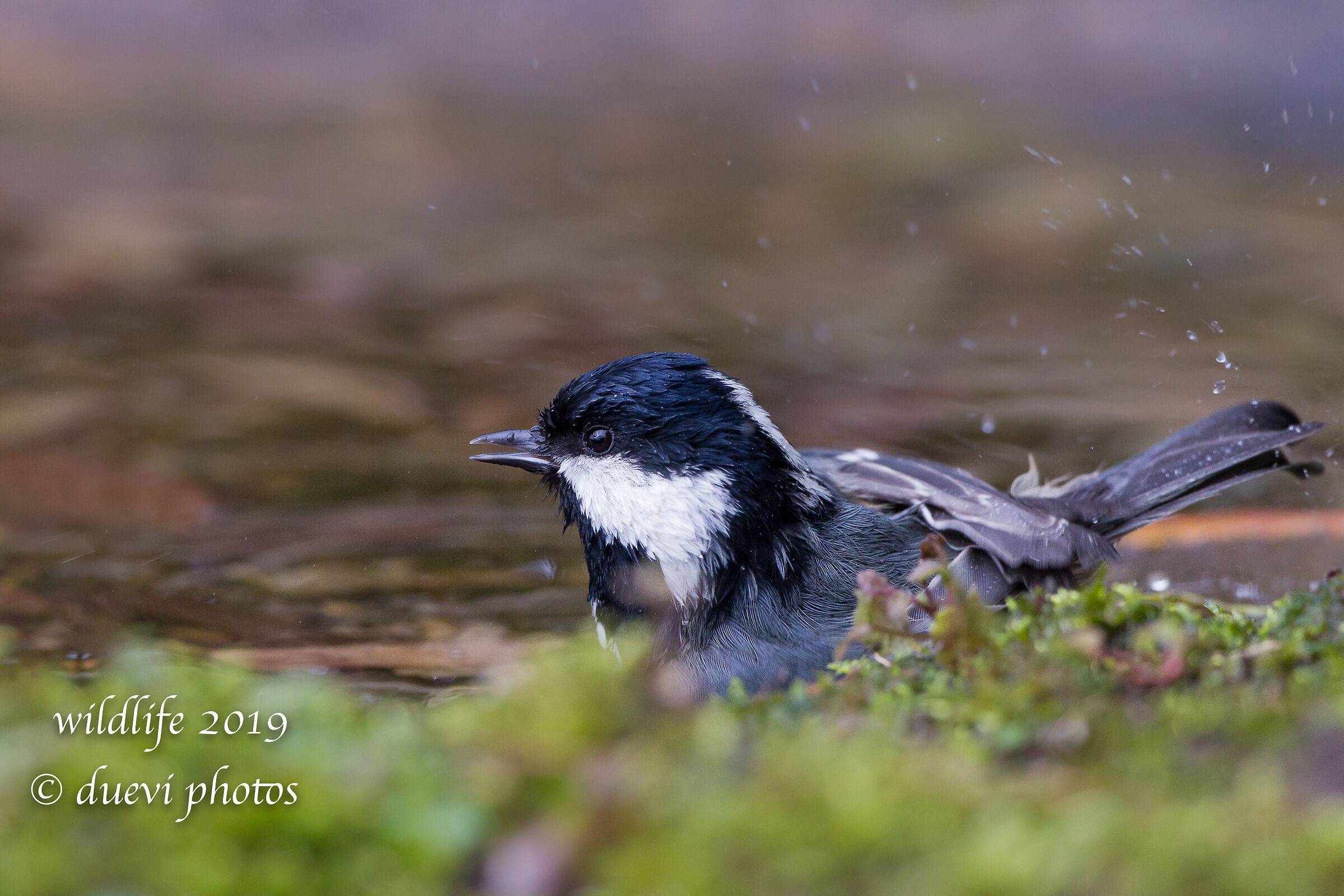 Blackberry - Periparus ater