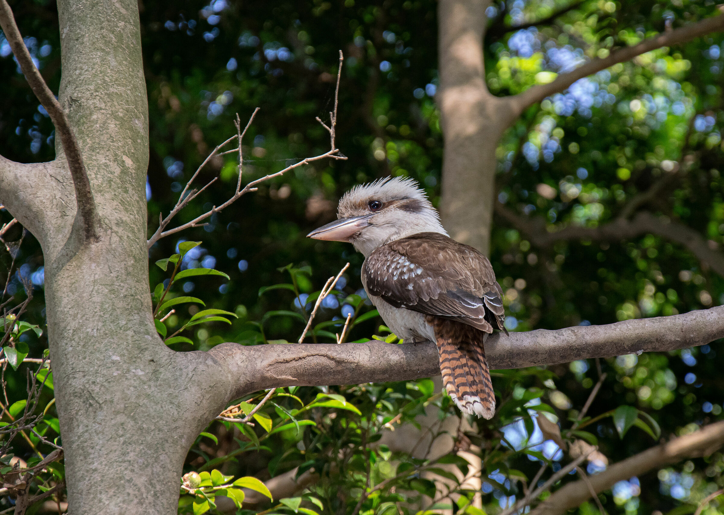 Kookaburra Sghignazzante